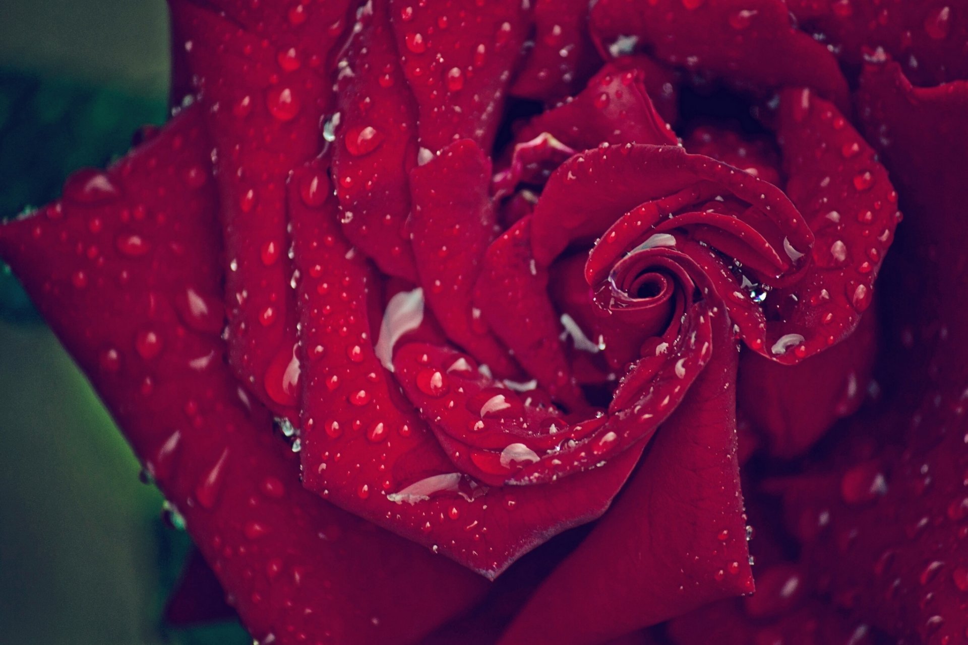 rosa pétalos gotas macro
