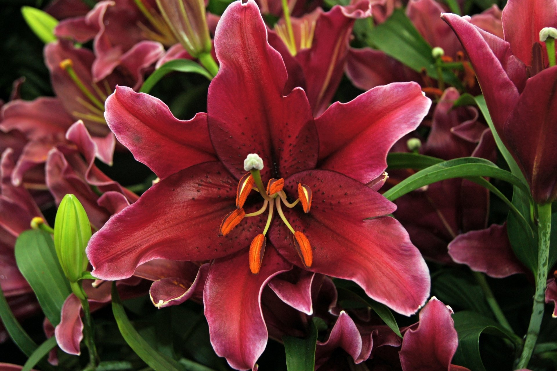 lys pétales gros plan