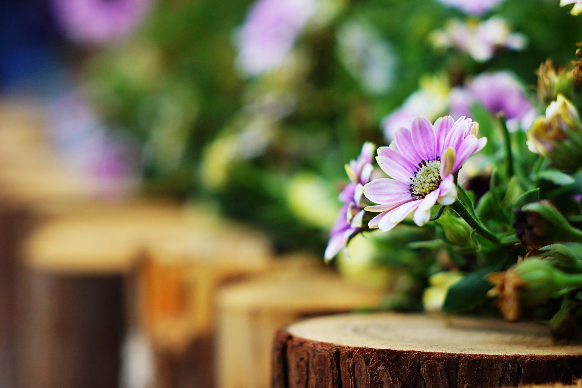 flower pink-purple background blur bokeh