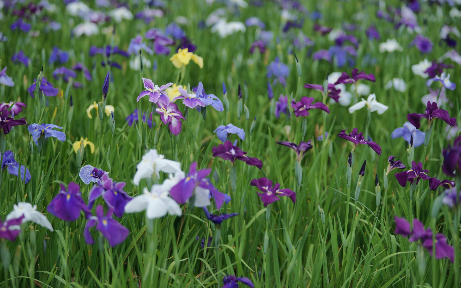 clairière iris couleur champ été lilas blanc