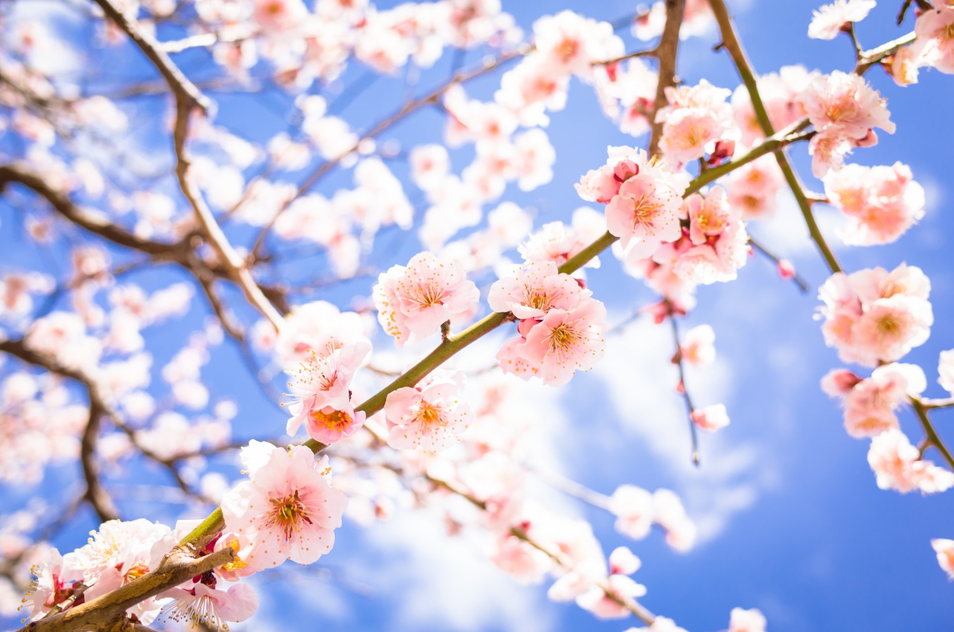 rami fiori fioritura primavera prugna