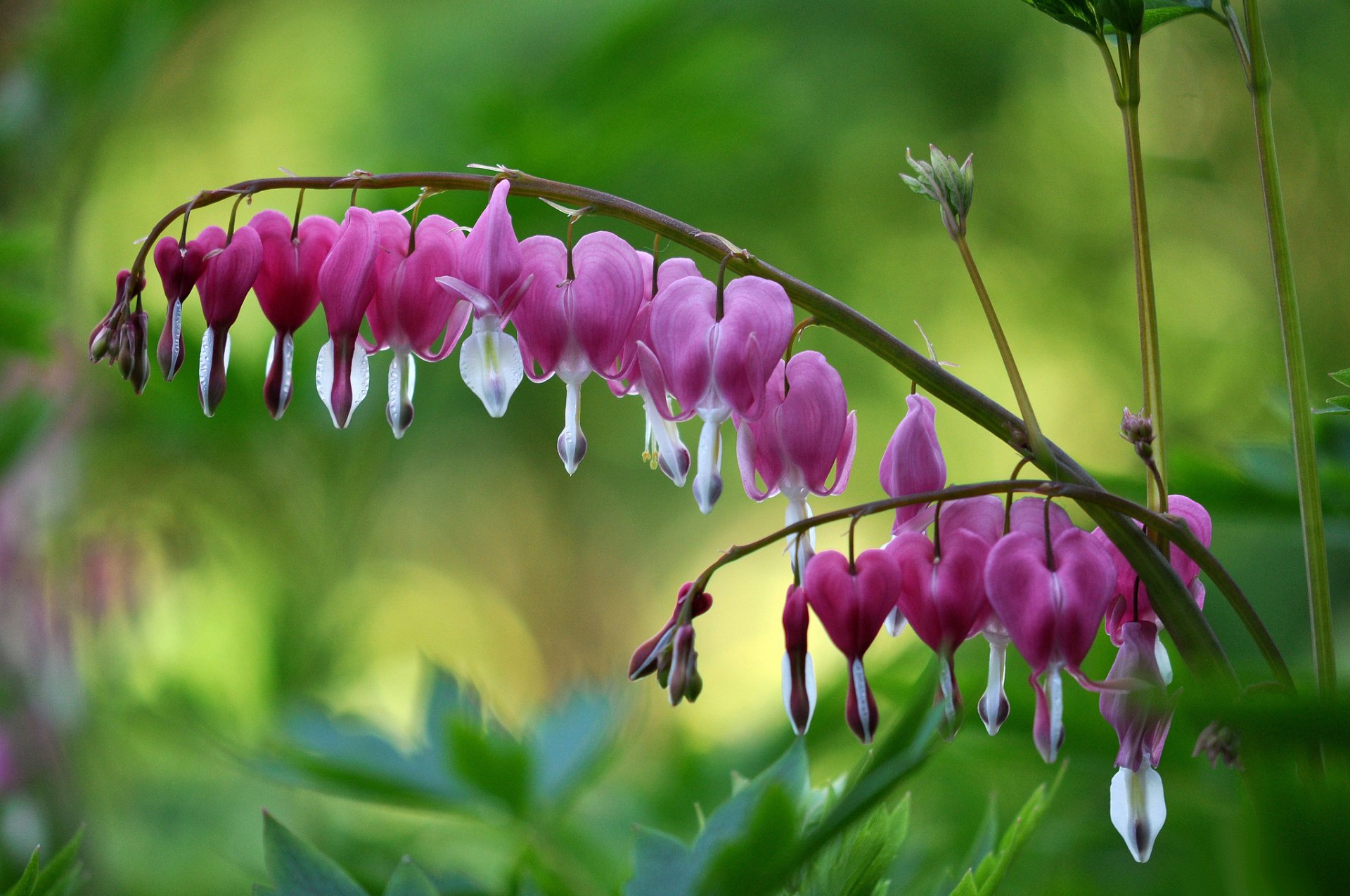 rama flores rosa dicentra corazón roto