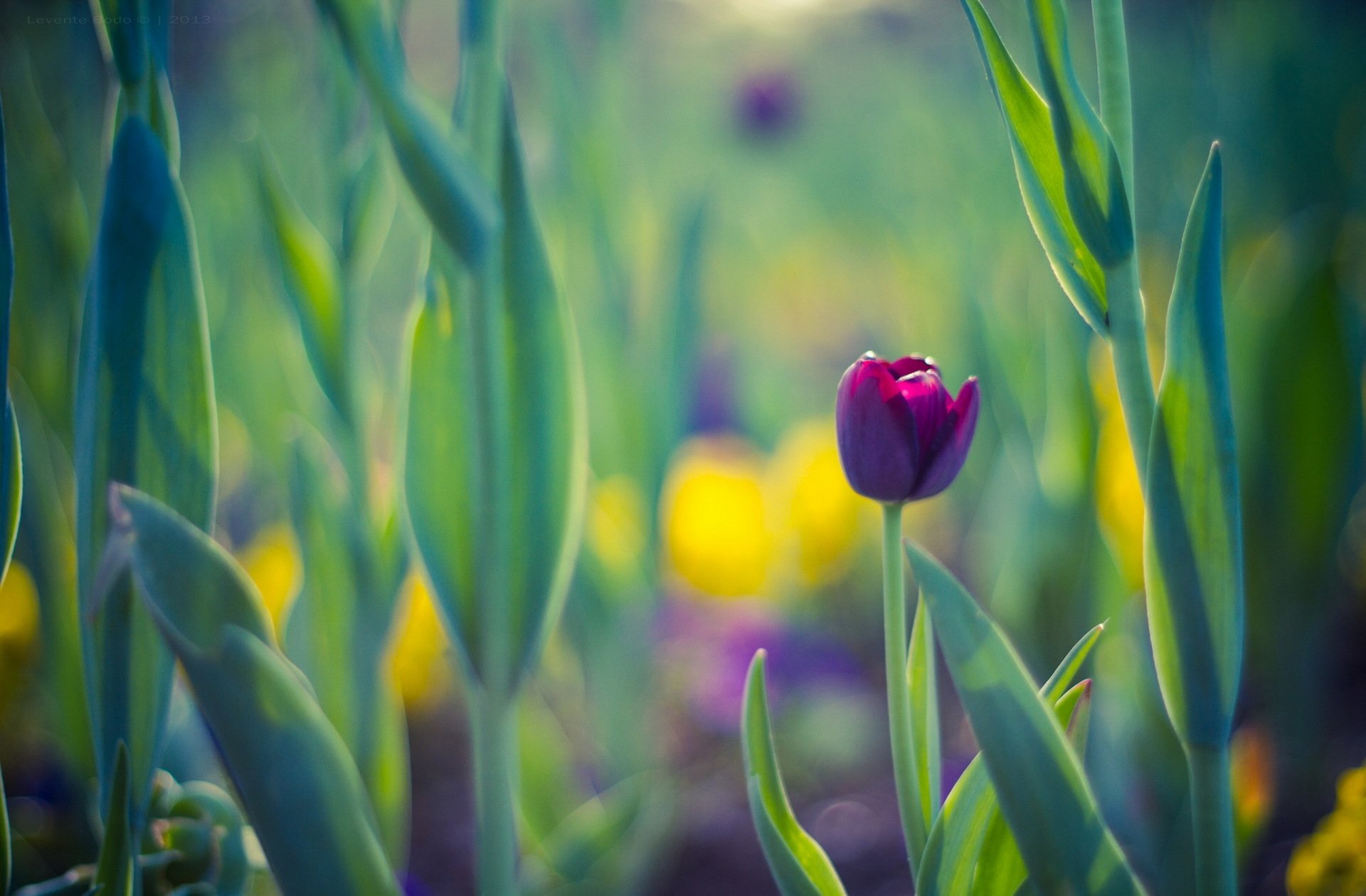 pring leaves flower tulip purple background