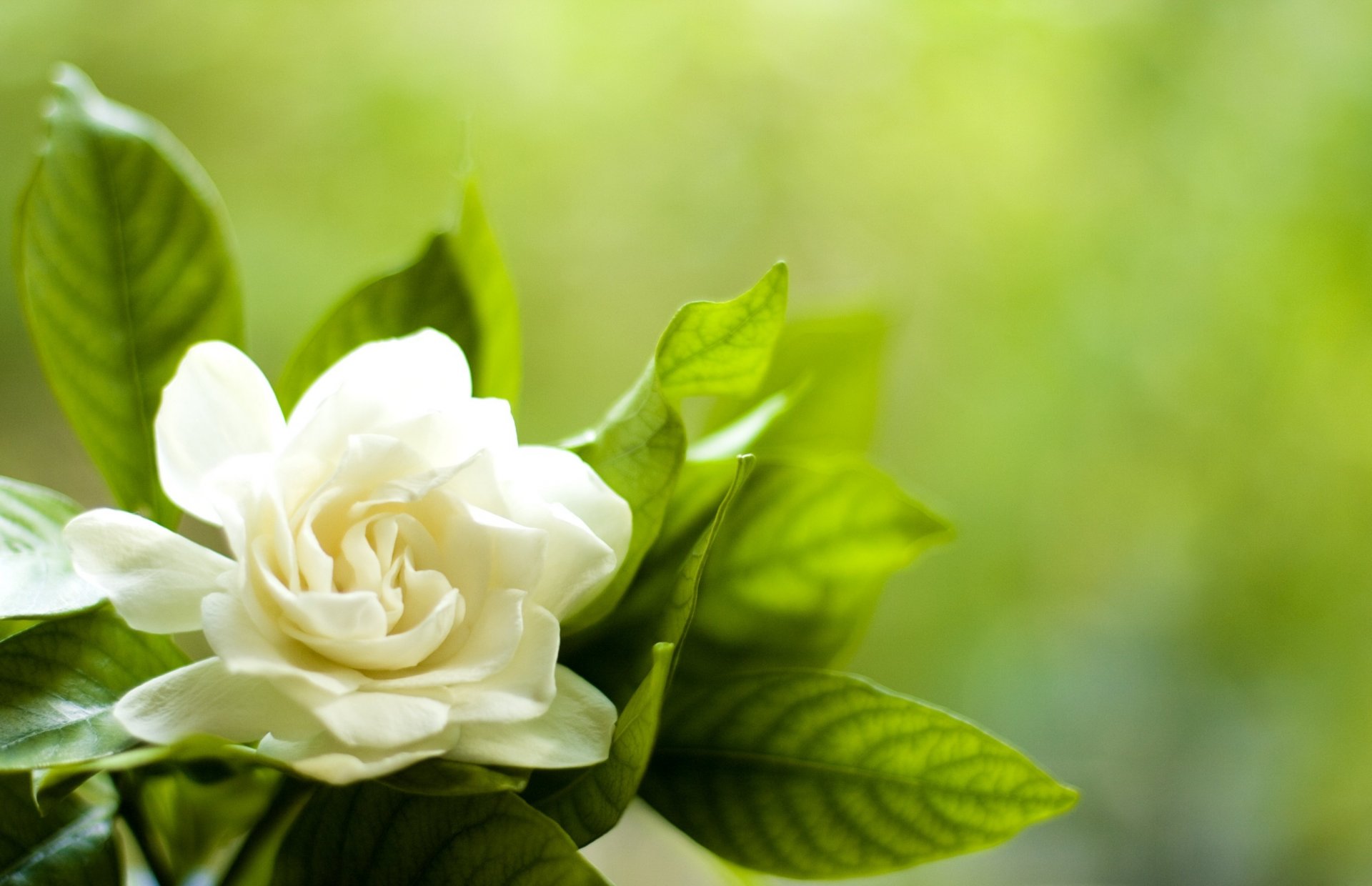 fiore bianco gardenia foglie petali
