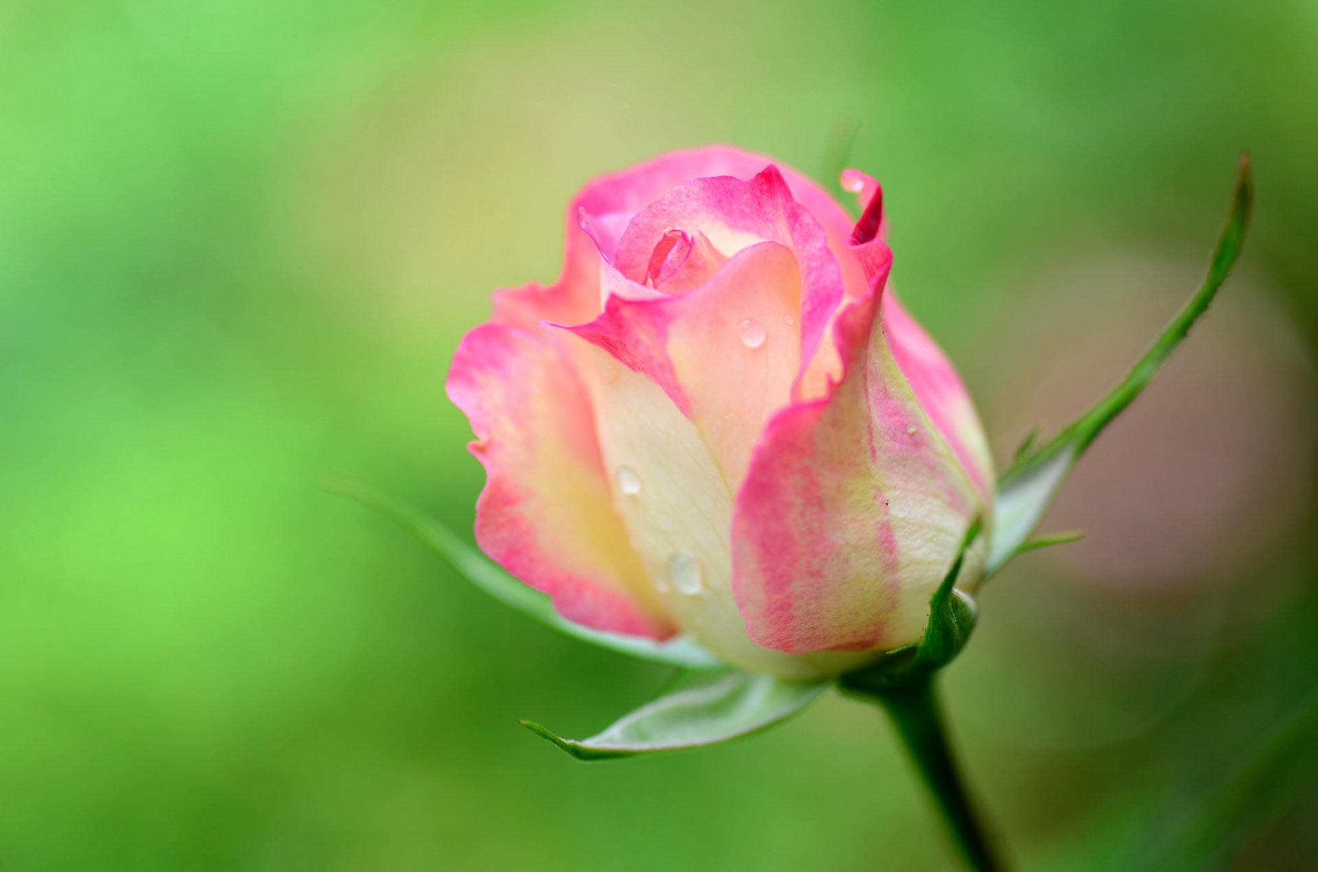 róża pączek płatki krople rosa łodyga makro