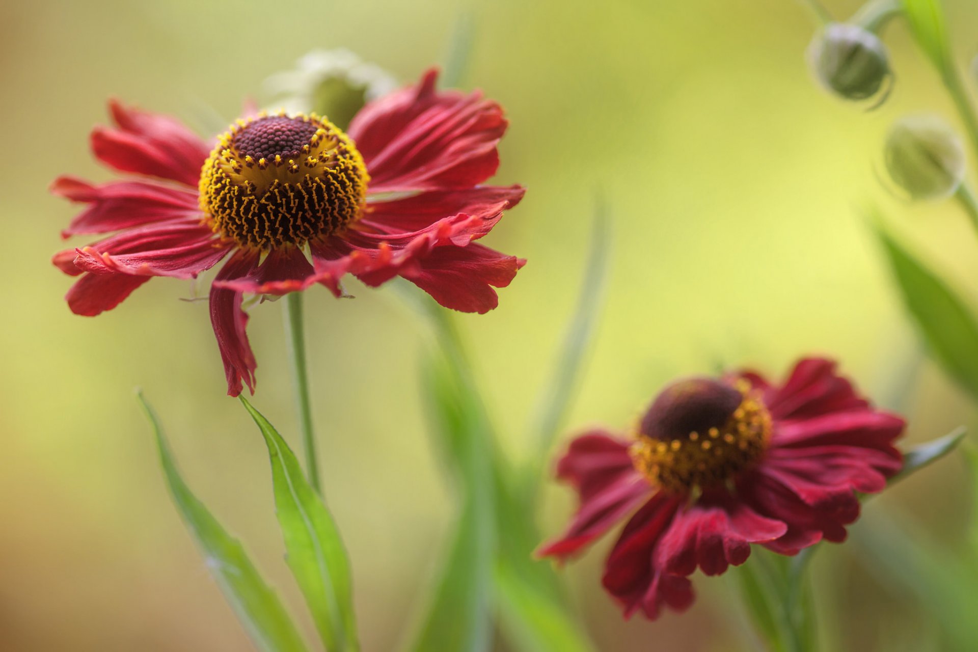 aiuola fiori rosso helenium sfondo