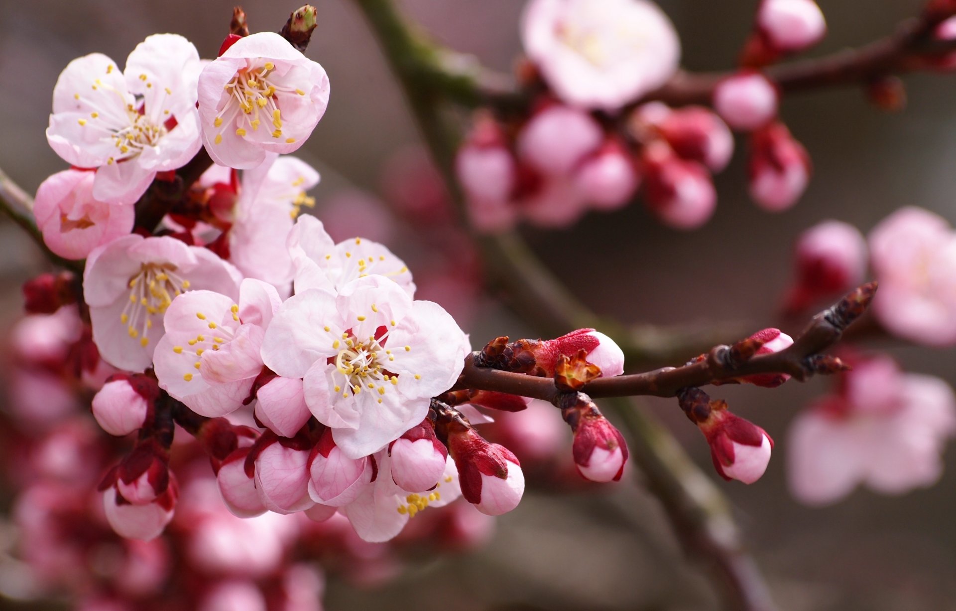 kwiaty wiśnia sakura wiosna