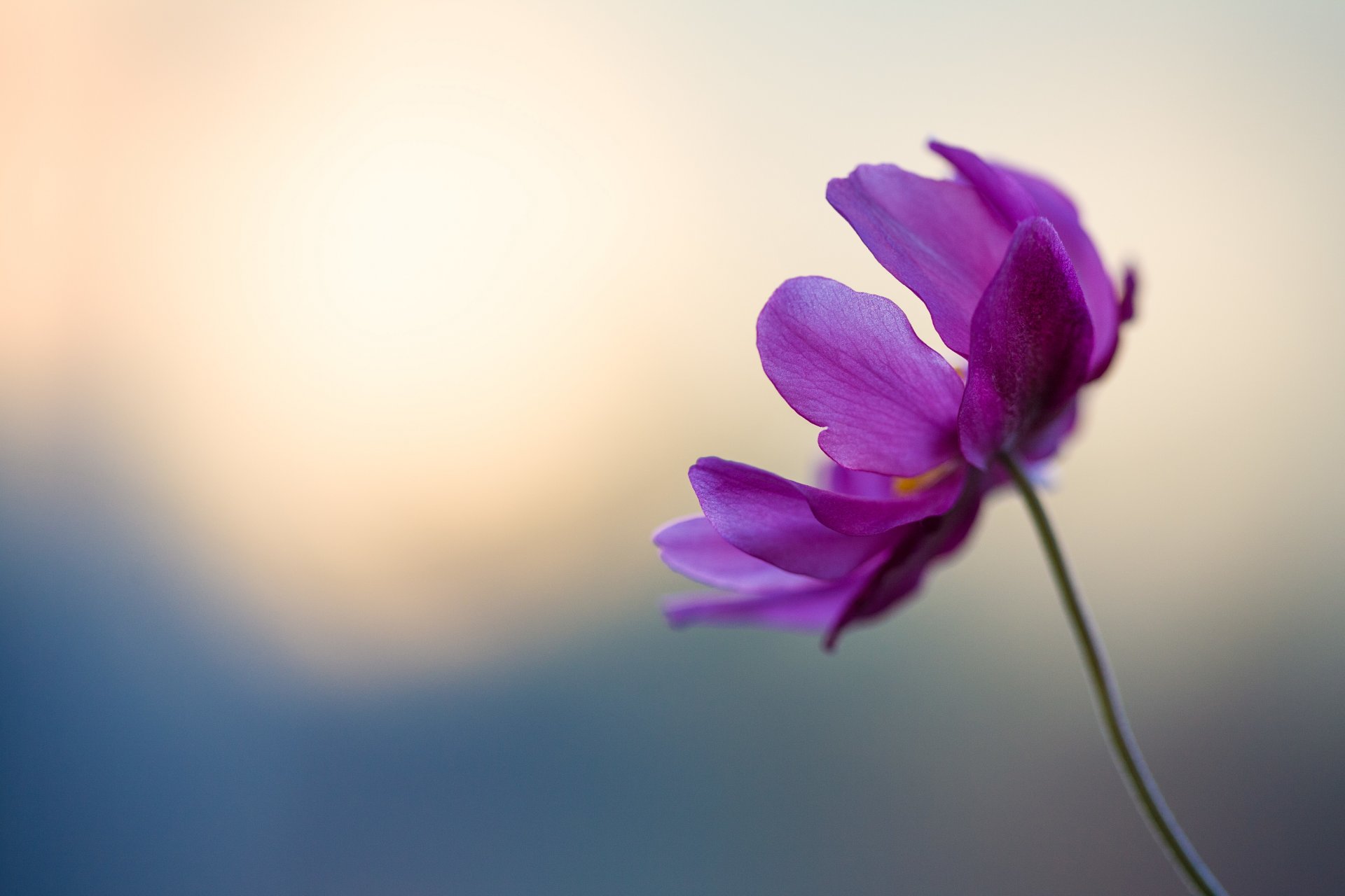 fleur violet délicat pétales tige bokeh violet bleu concours hd