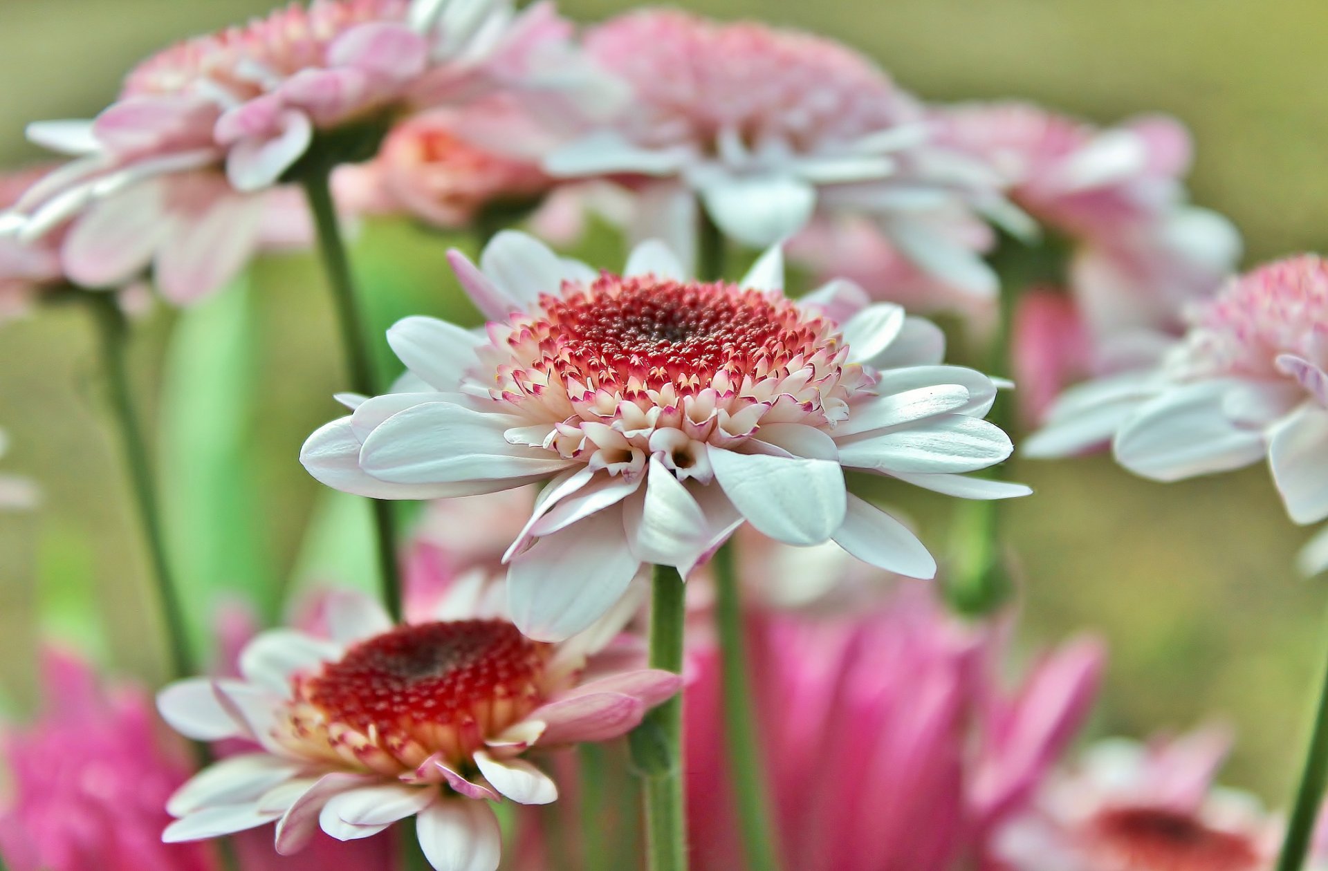 gerberas pétales macro