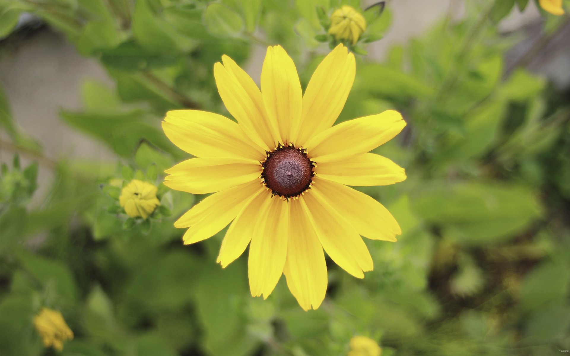 flowers yellow large goodphone color flower