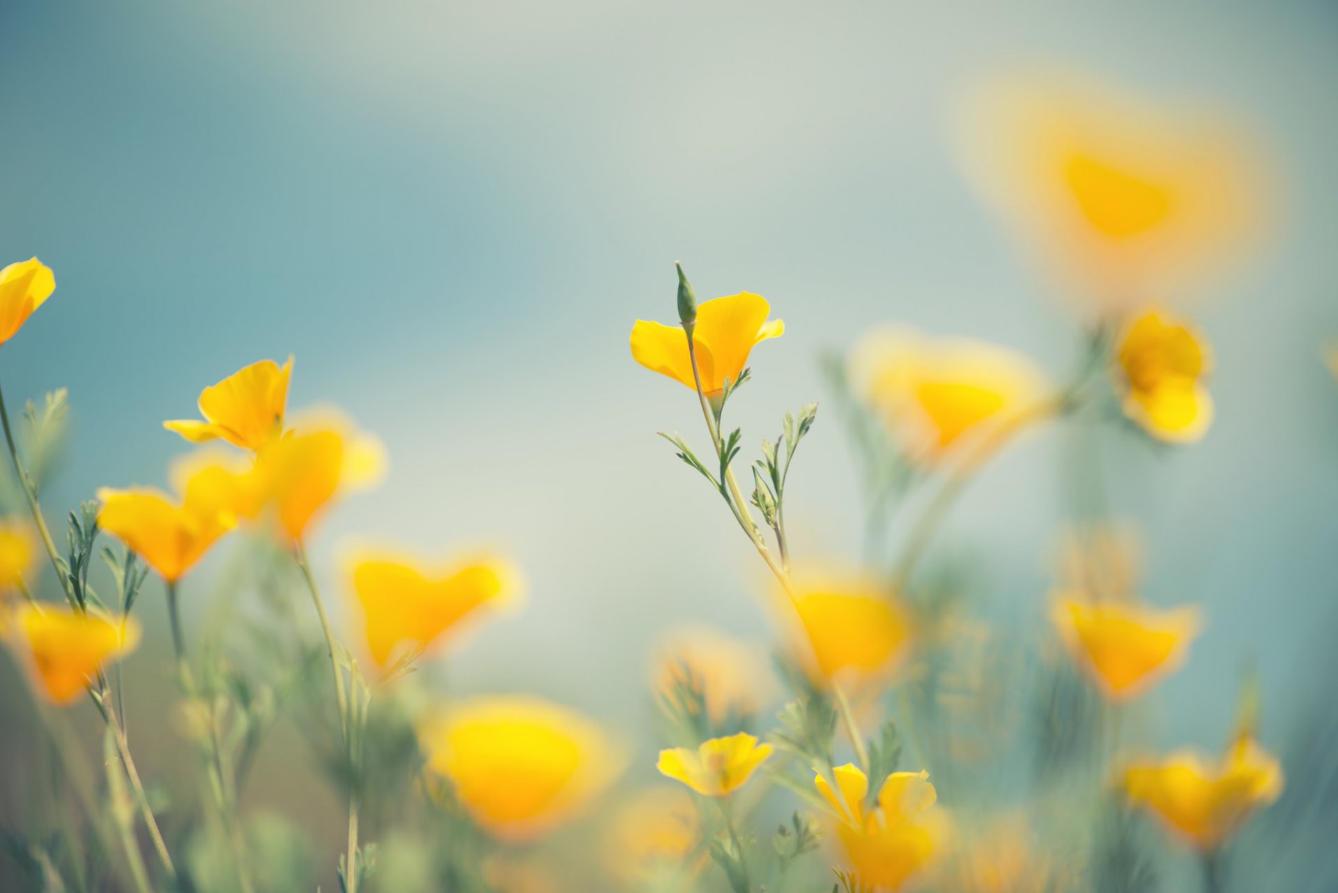 blumen blütenblätter gelbe blüten stiele knospen bokeh