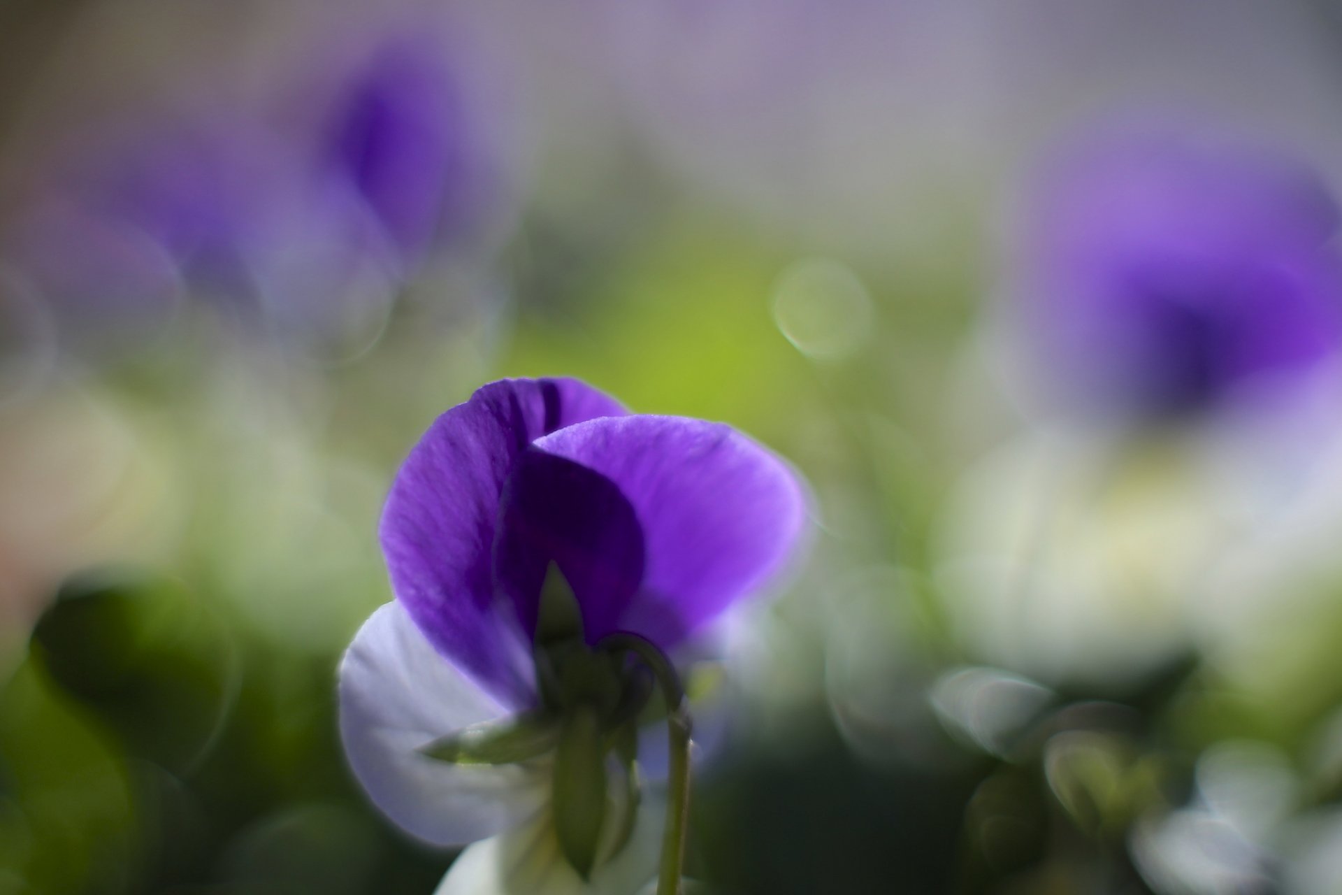 pensamientos violeta lila blanco pétalos flores macro desenfoque reflejos
