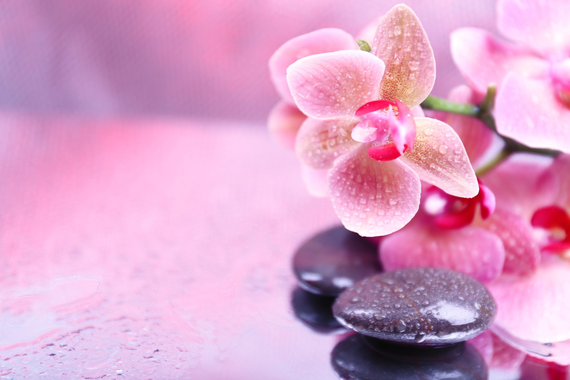 pierres de spa gouttelettes fleurs orchidée gouttes