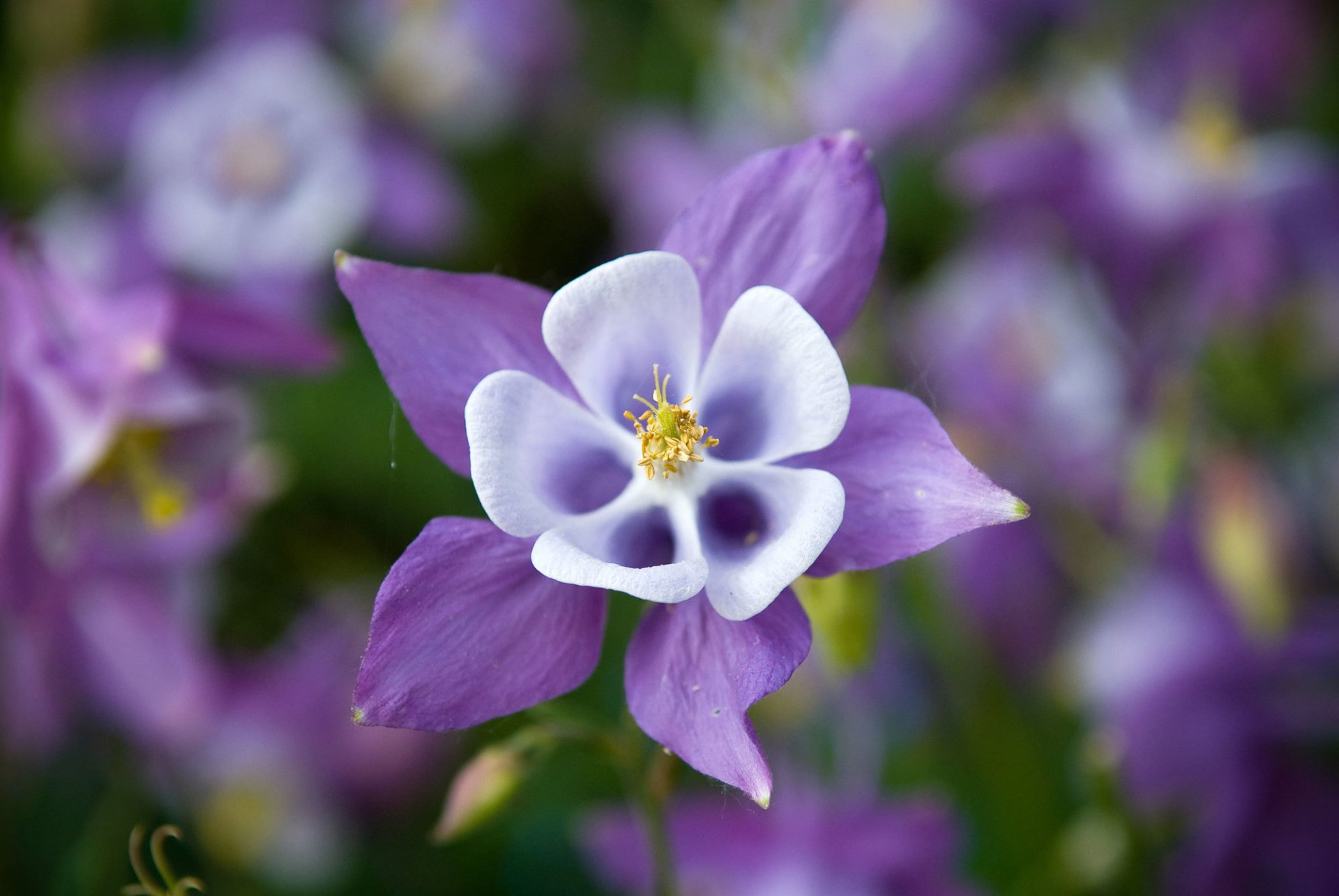 aquilegia orliki bassin versant fleur violet lilas