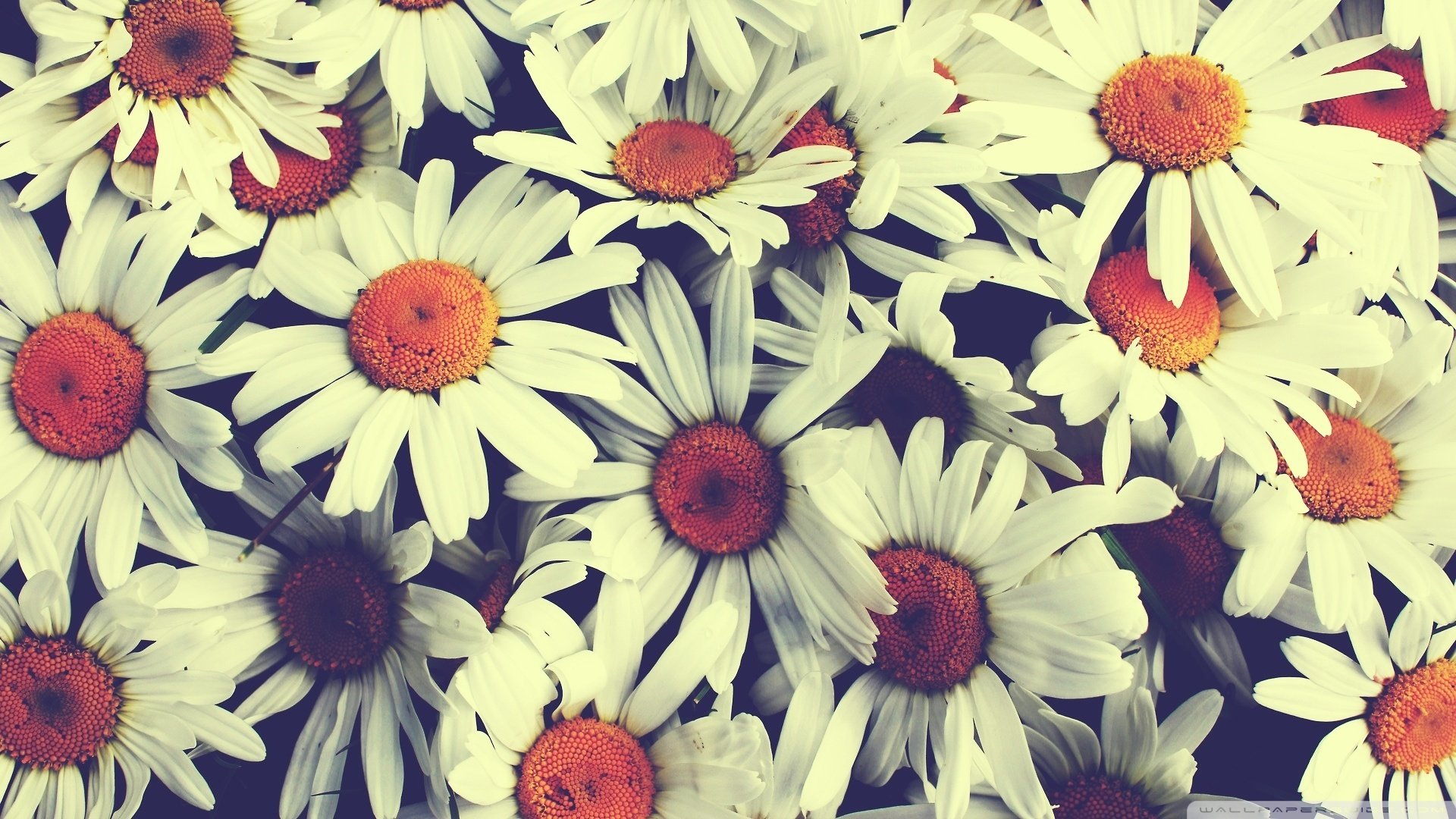 belles fleurs marguerites bouquet vintage