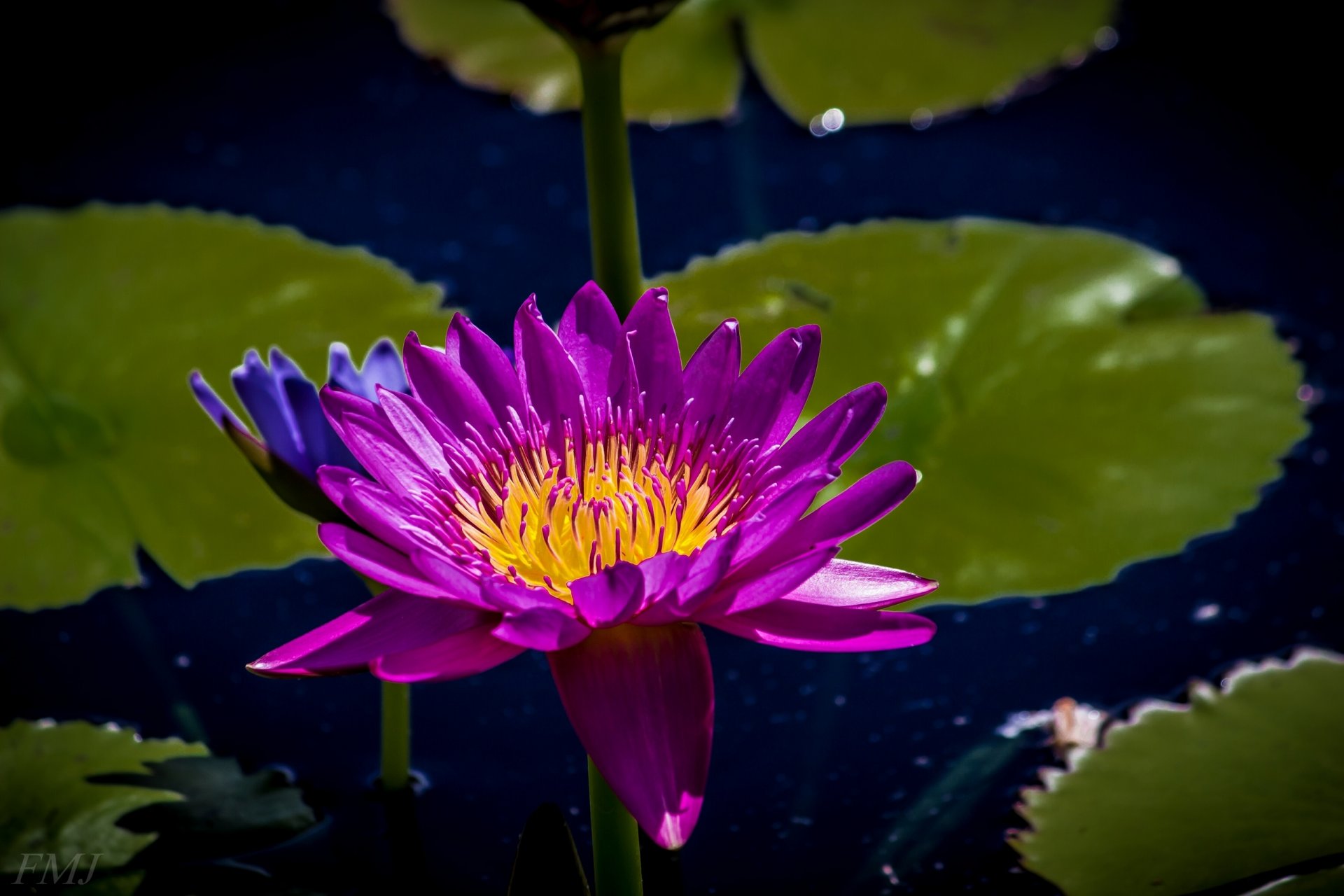 nénuphar nymphée nénuphar