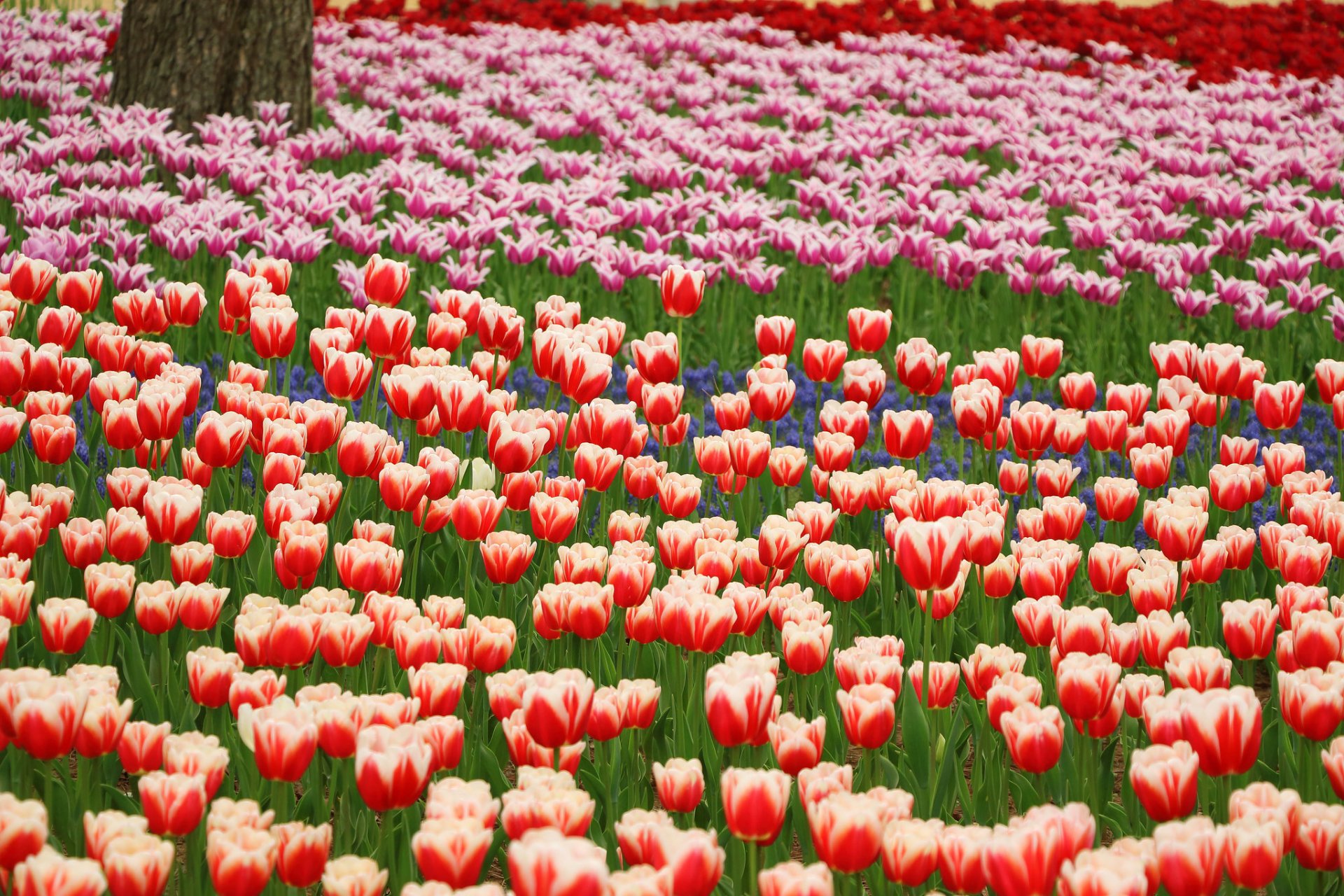park tulips red orange blue petals flower