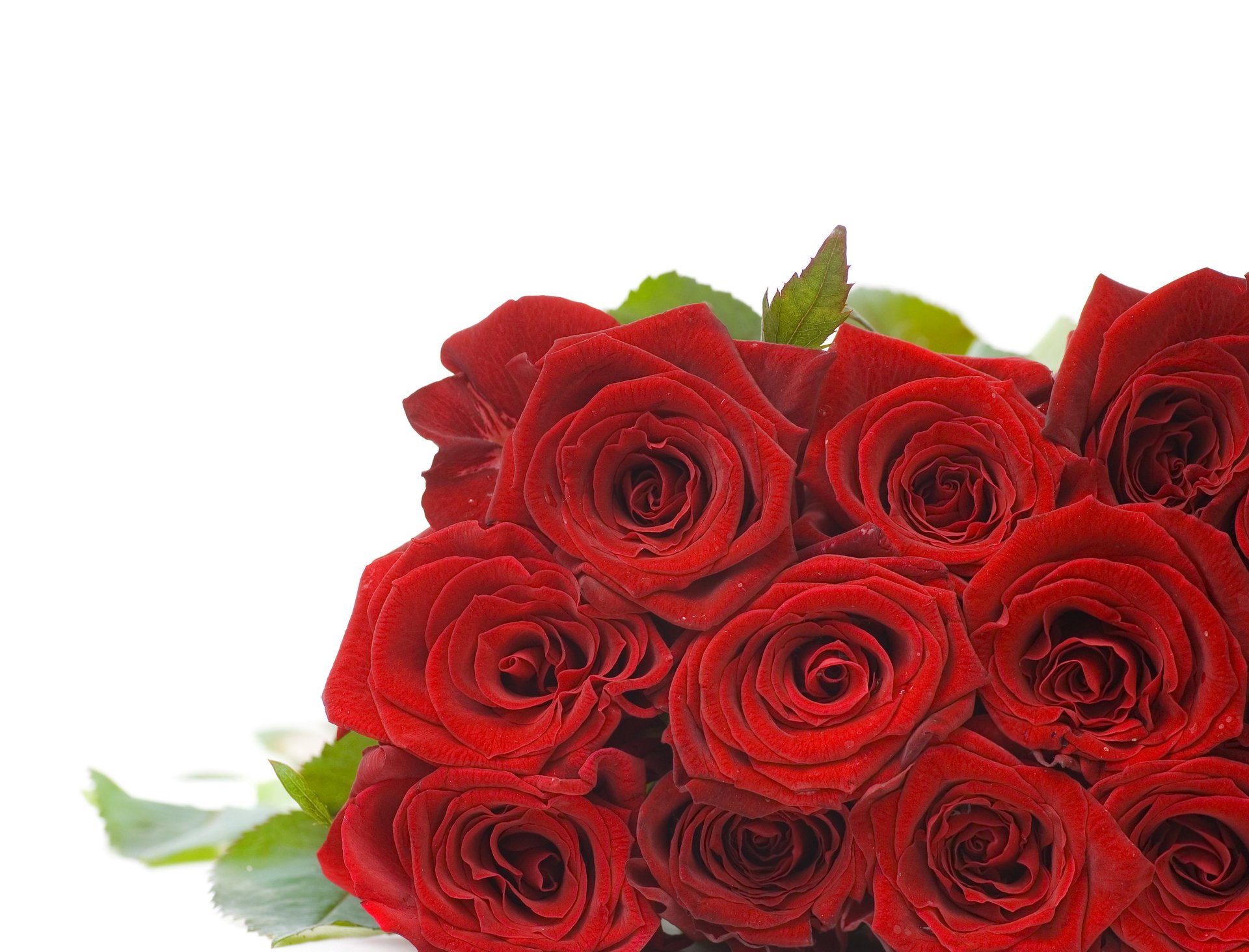flores rosas rojas brotes hojas