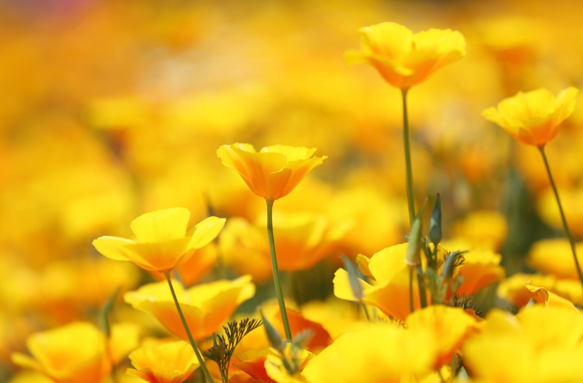 eschscholzia fiori molto