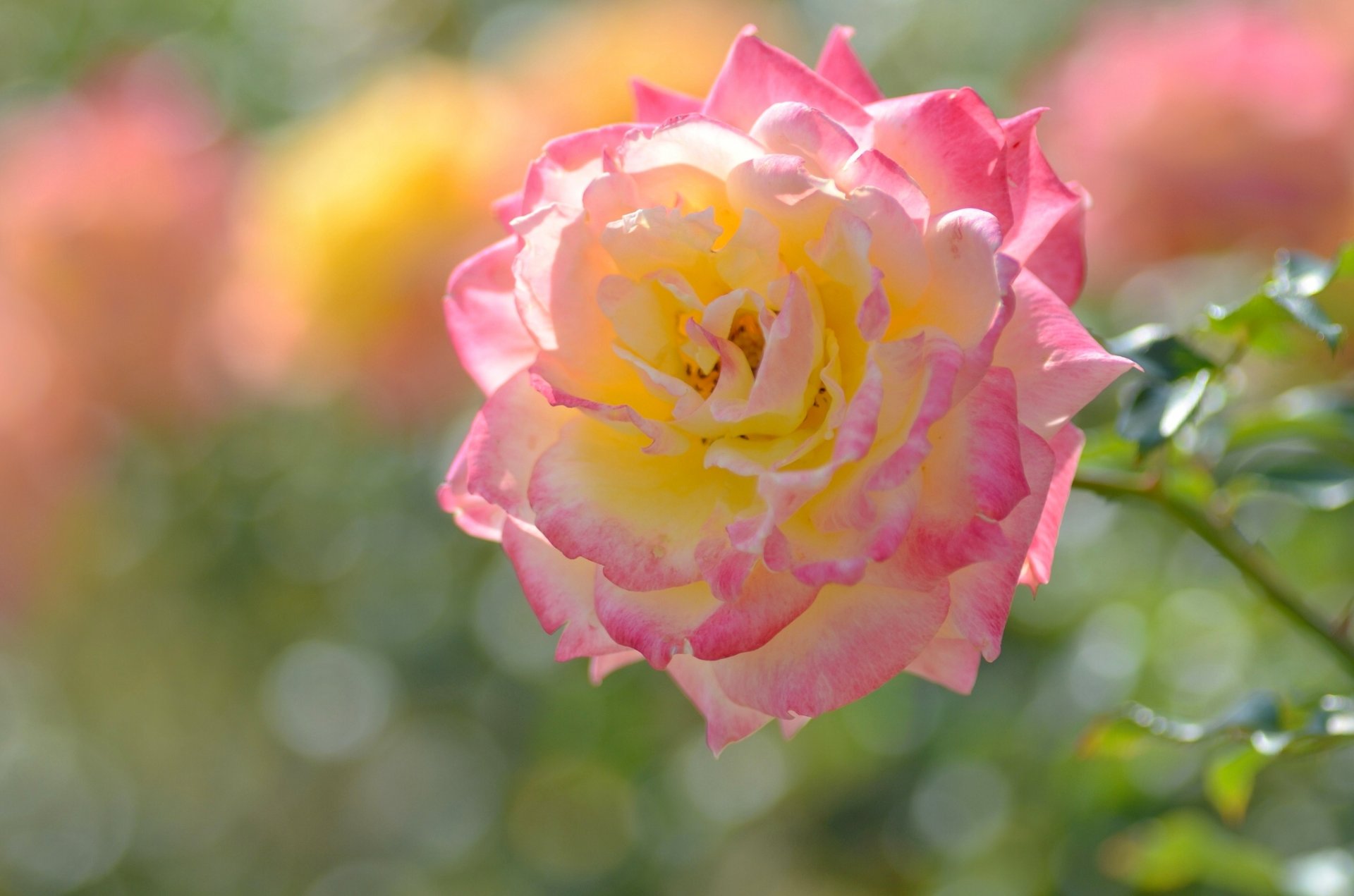 rose petals close up