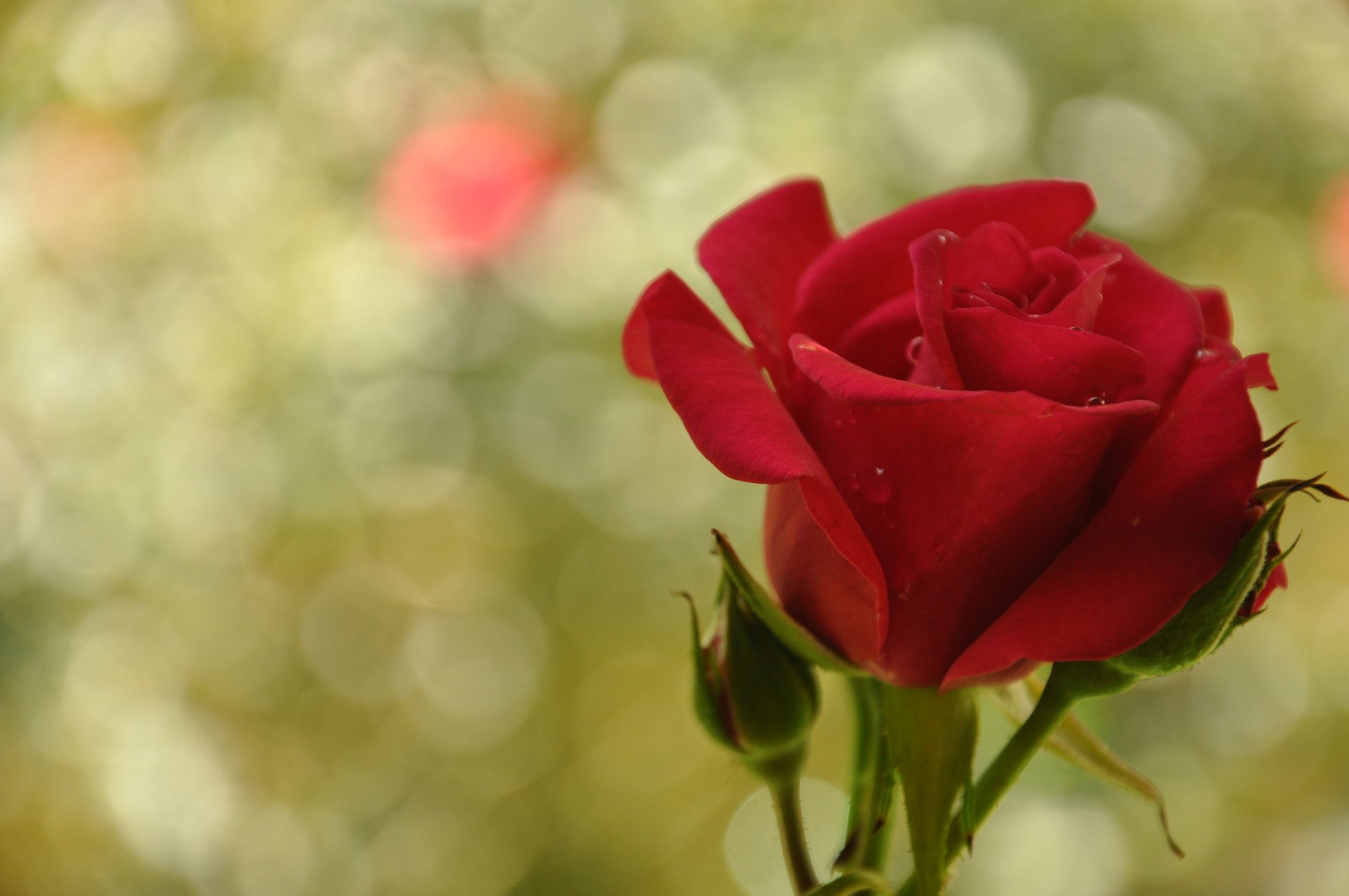 rose rouge gouttes d eau éblouissement