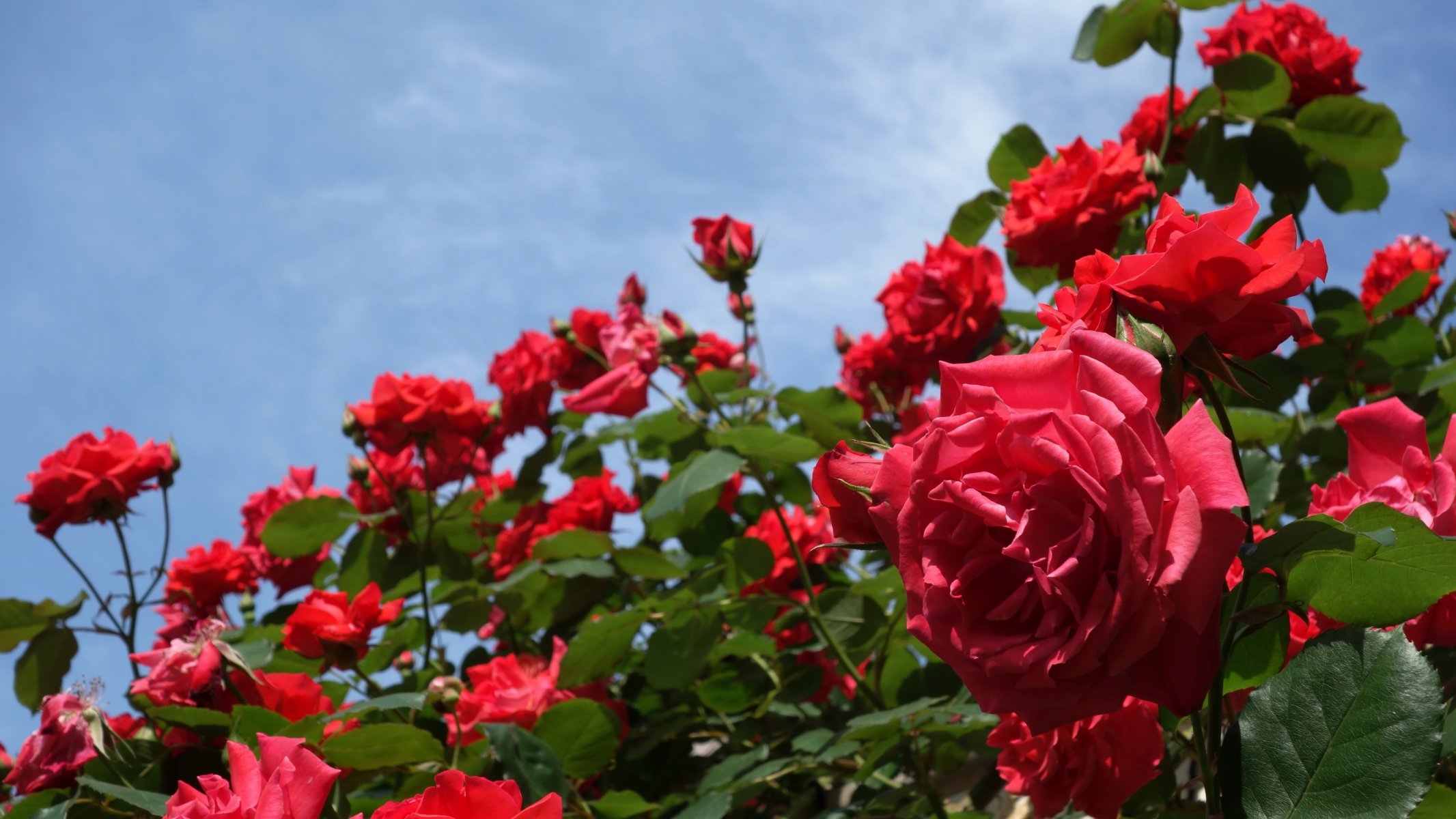 rosas arbustos brotes