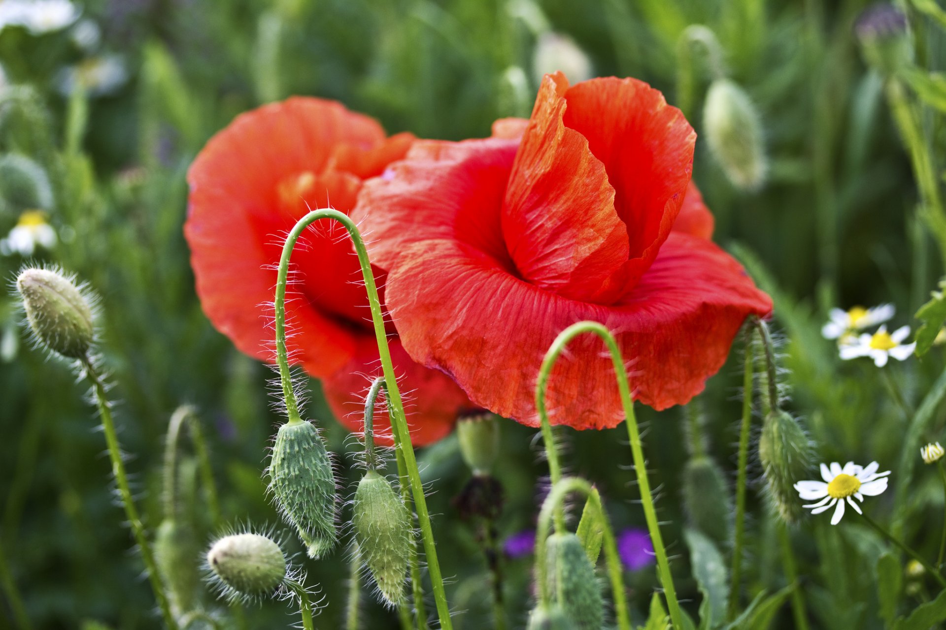 poppies red two buds chamomile