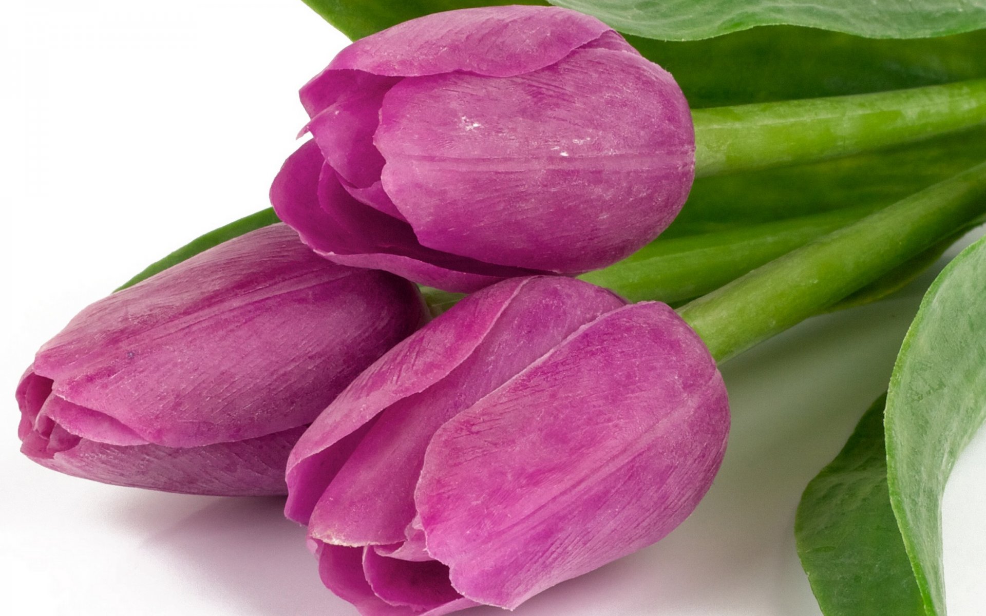 tulipani fiori bouquet viola petali bellezza lilla foglie