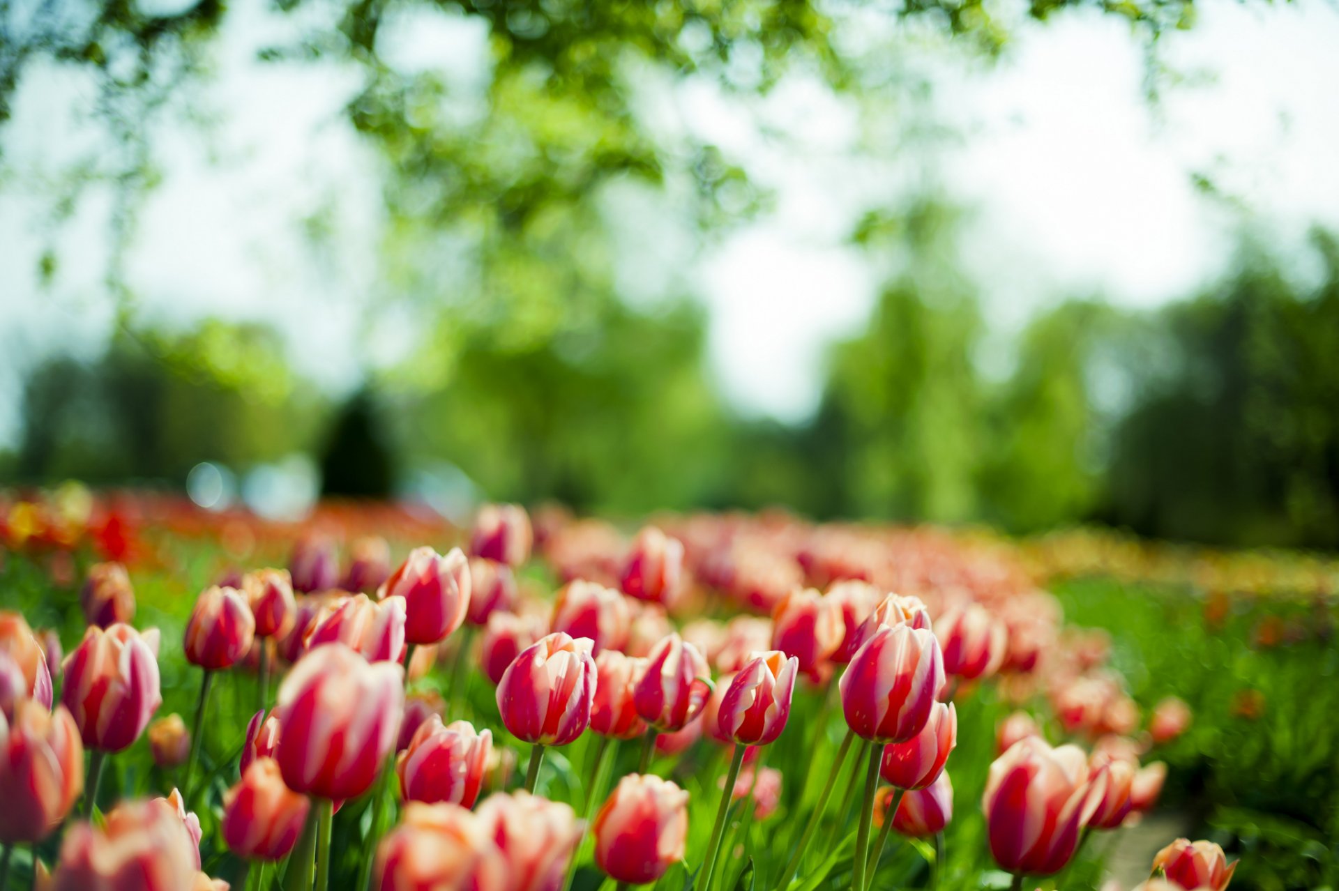 tulipani macro primavera