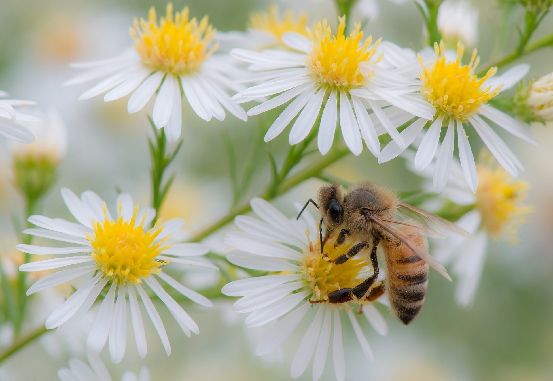 flores verano abeja