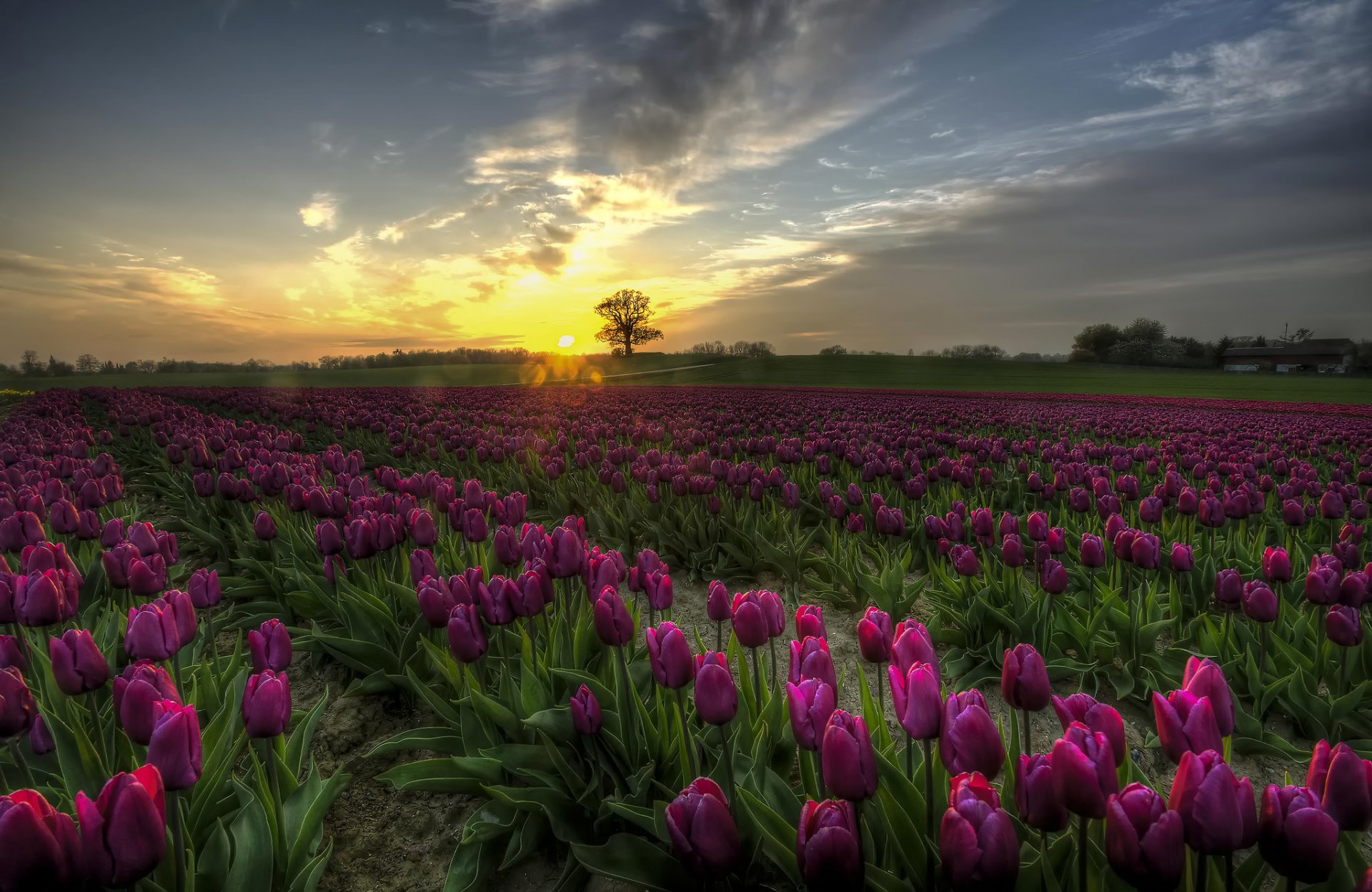tulipanes flores campo dinamarca puesta de sol