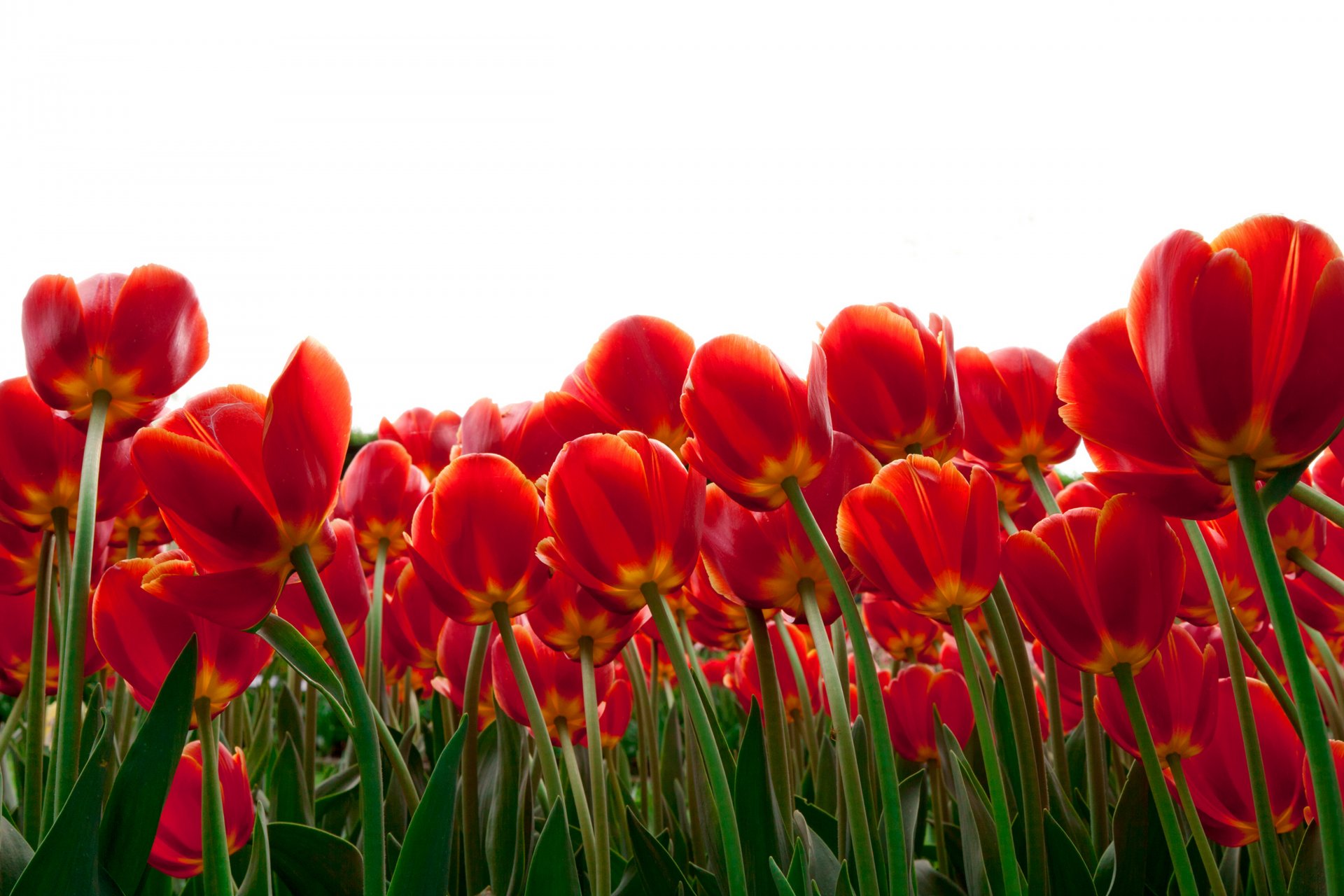 kwiaty tulipany czerwone