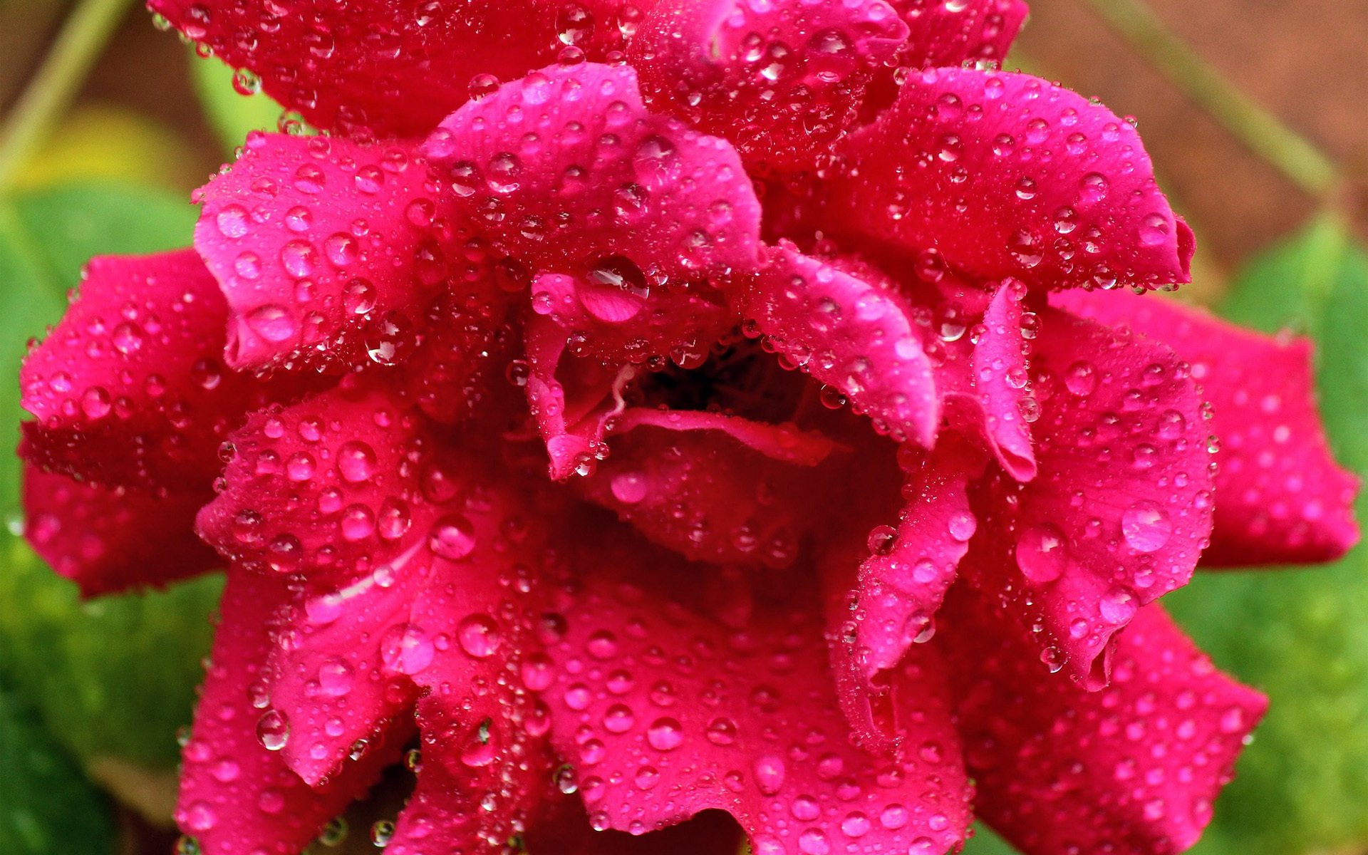 flor rosa rosa gotas rocío