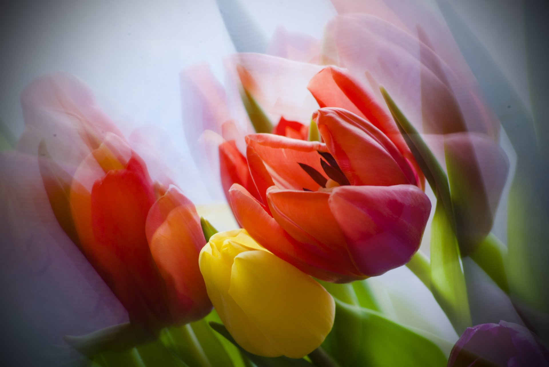 fleurs tulipes bouquet