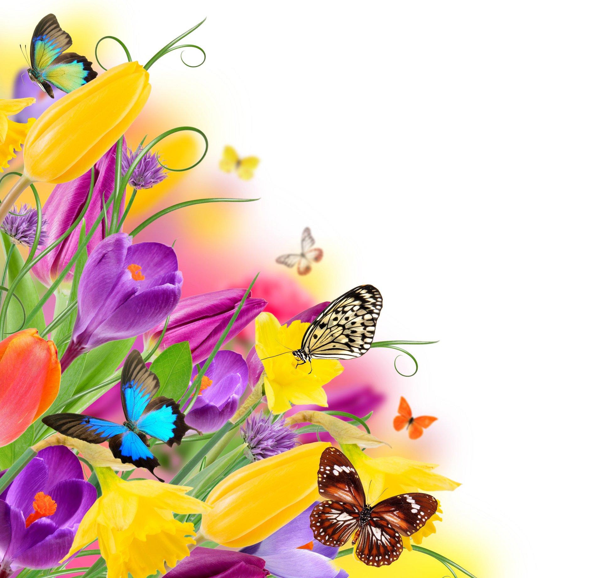 fleurs coloré printemps papillons tulipes violet jaune frais papillons printemps