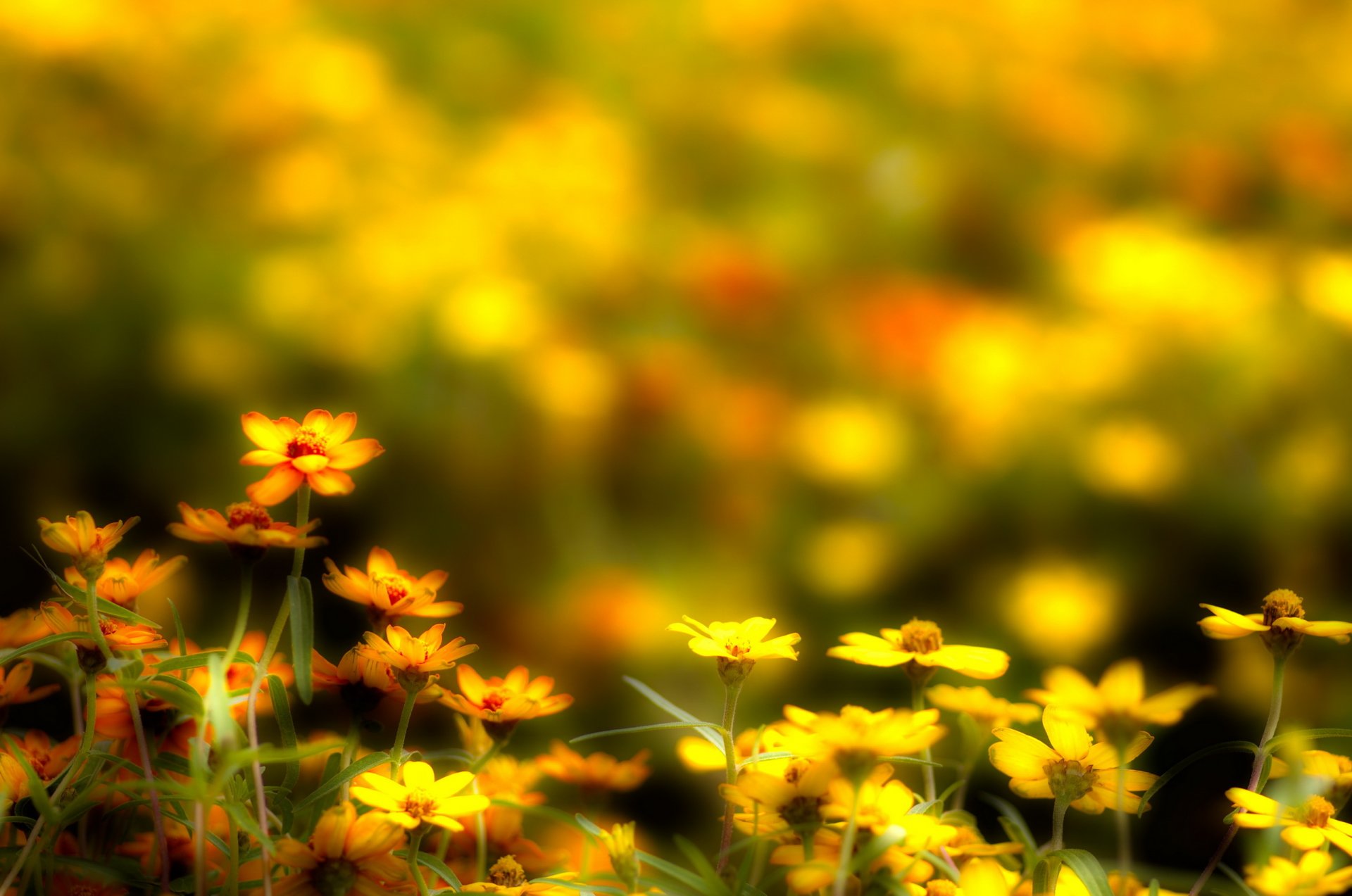 flower yellow background