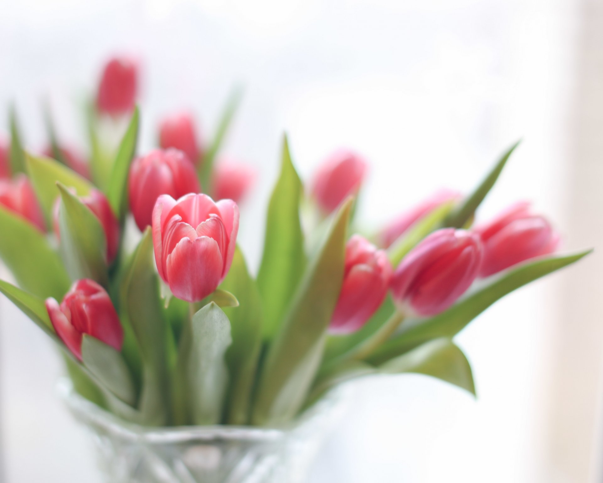 tulipanes flores ramo