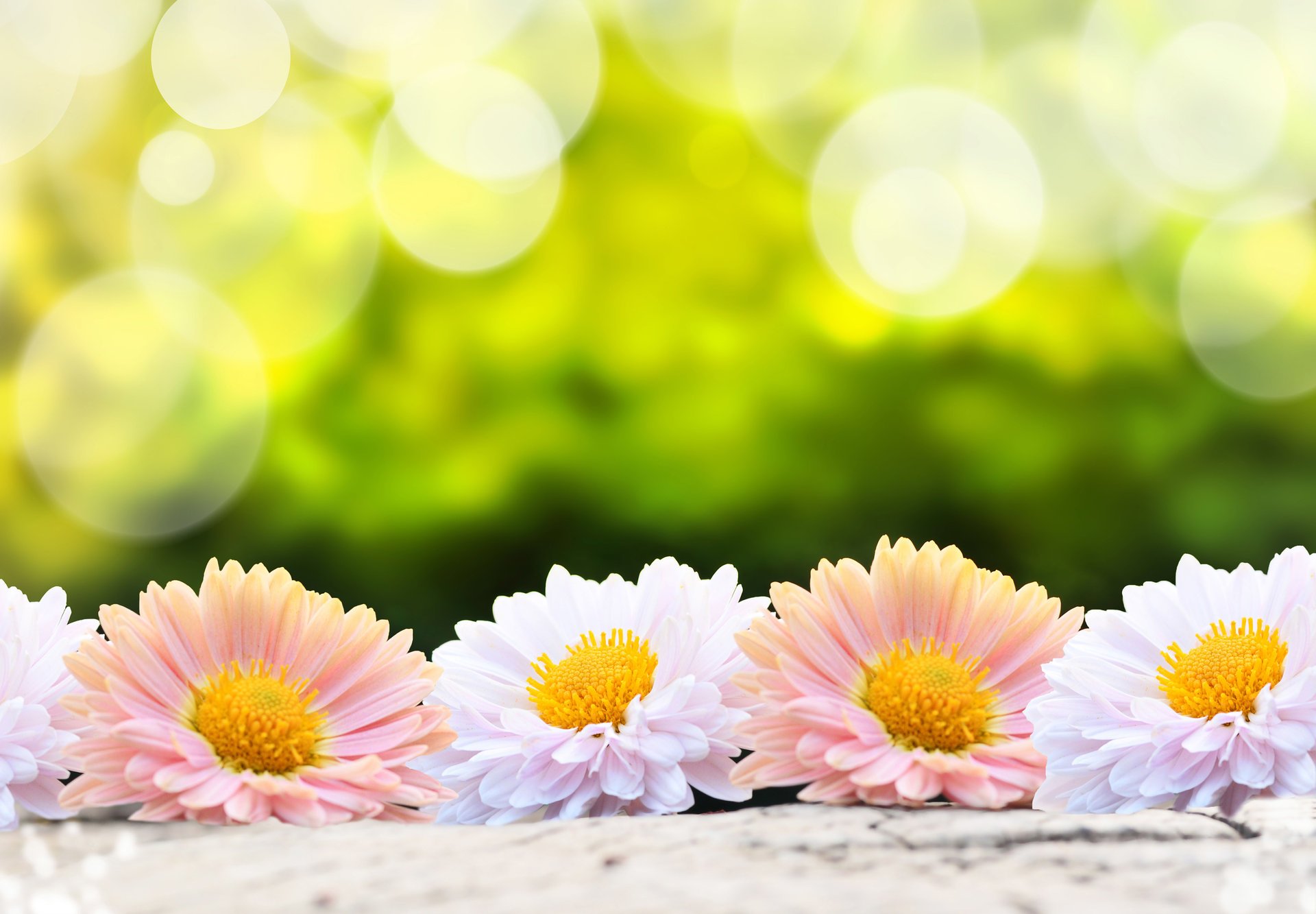 fiori fiore fiorellino gerbera gerbera rosa bianco sfondo verde natura sfocatura bokeh carta da parati
