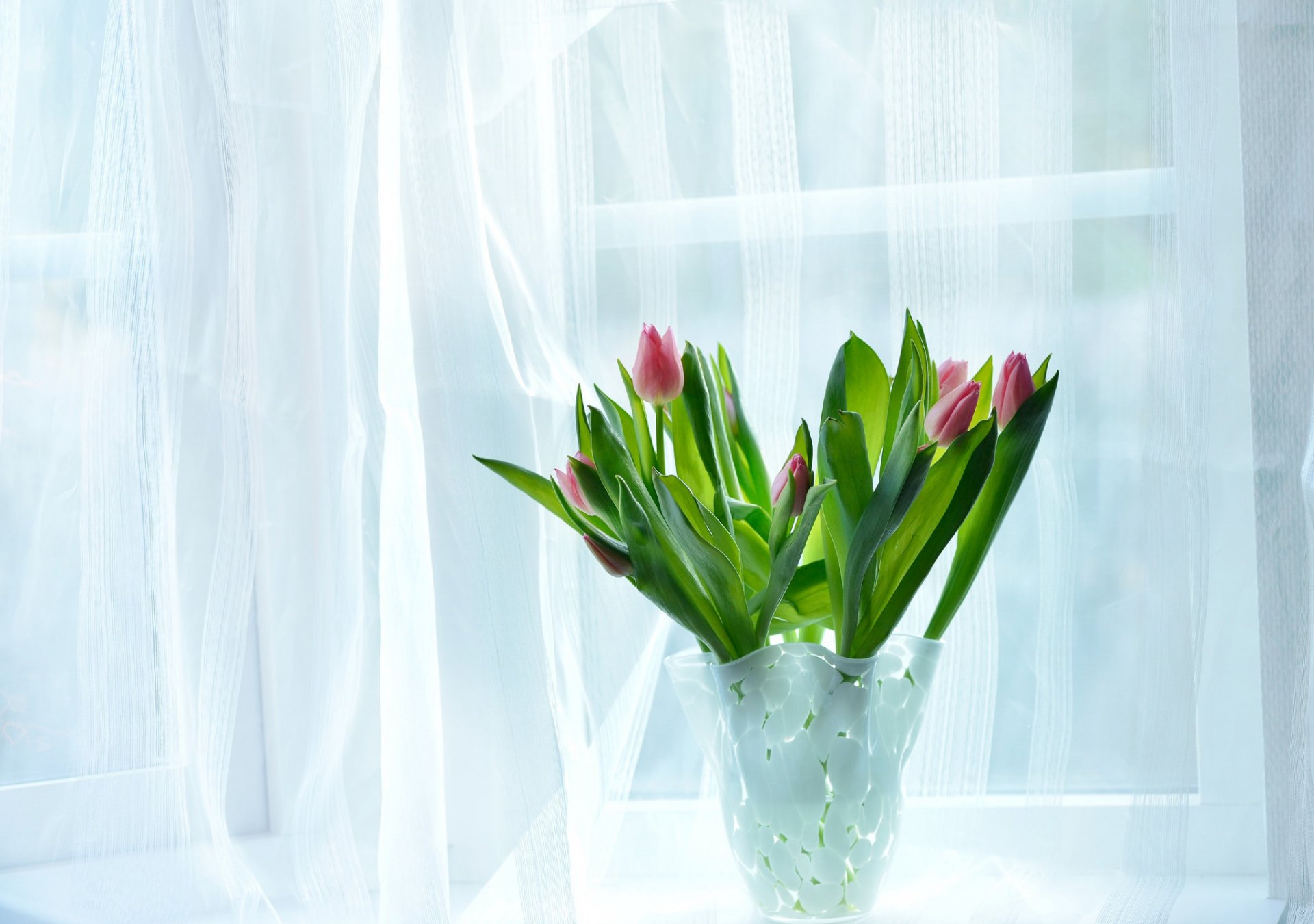 casa stanza finestra vaso fiori tulipani bouquet