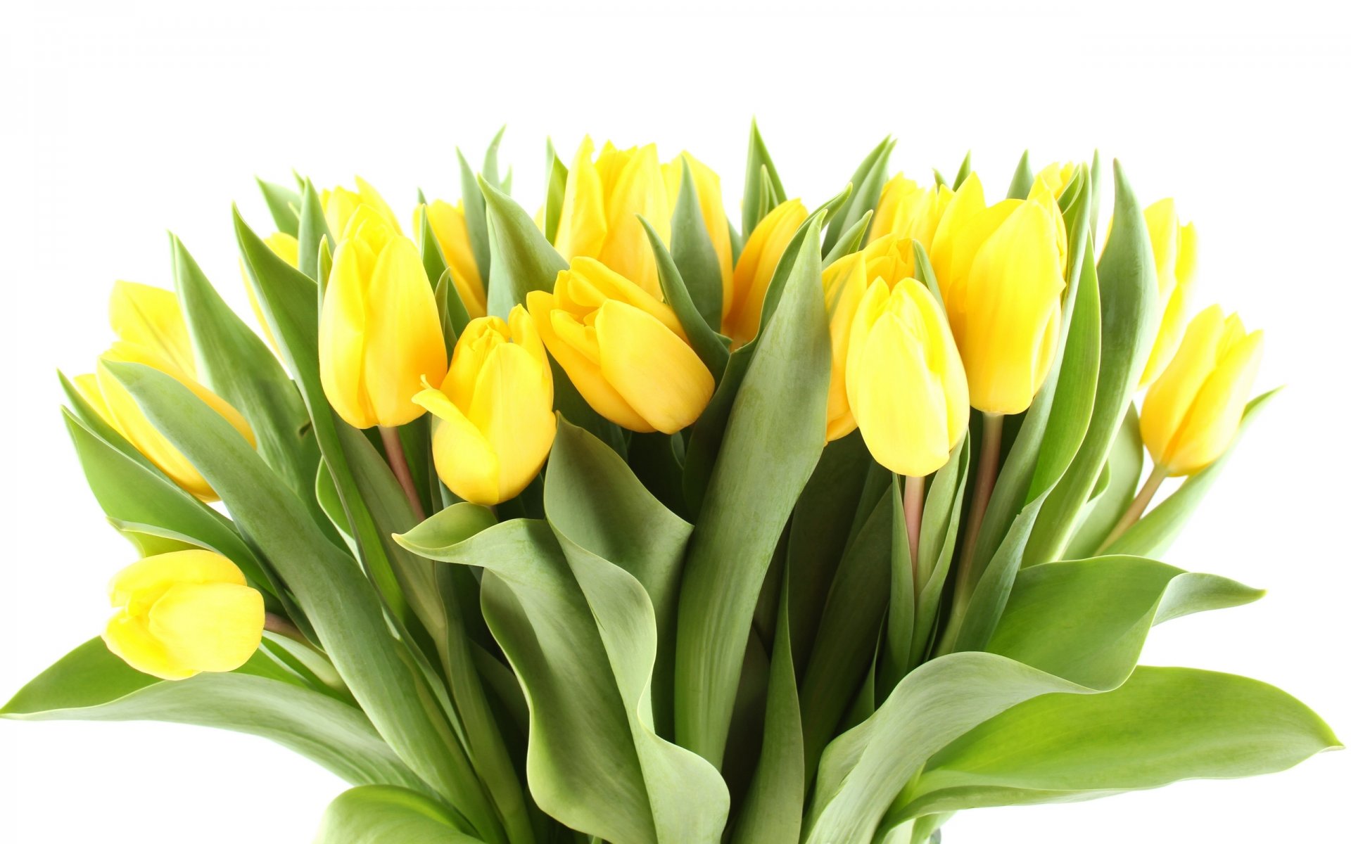 tulipani fiori bouquet luminoso giallo petali bellezza luminoso luminoso foglie