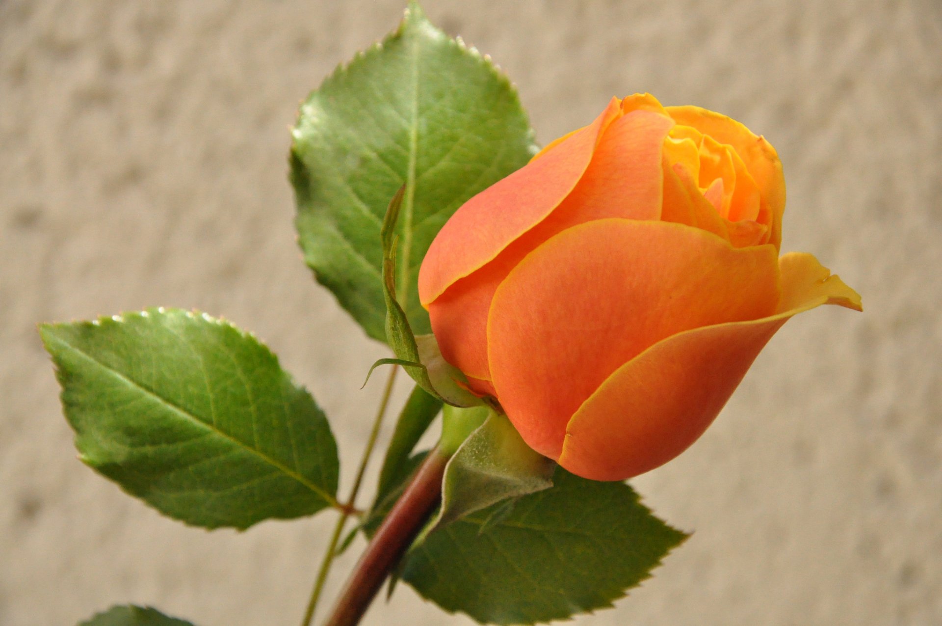 rose bud petals leaves nature close up