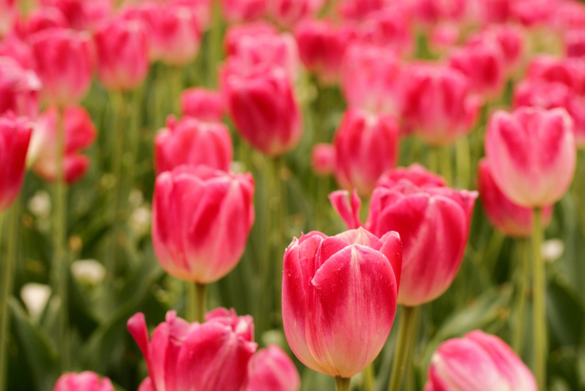 fiori campo tulipani primavera
