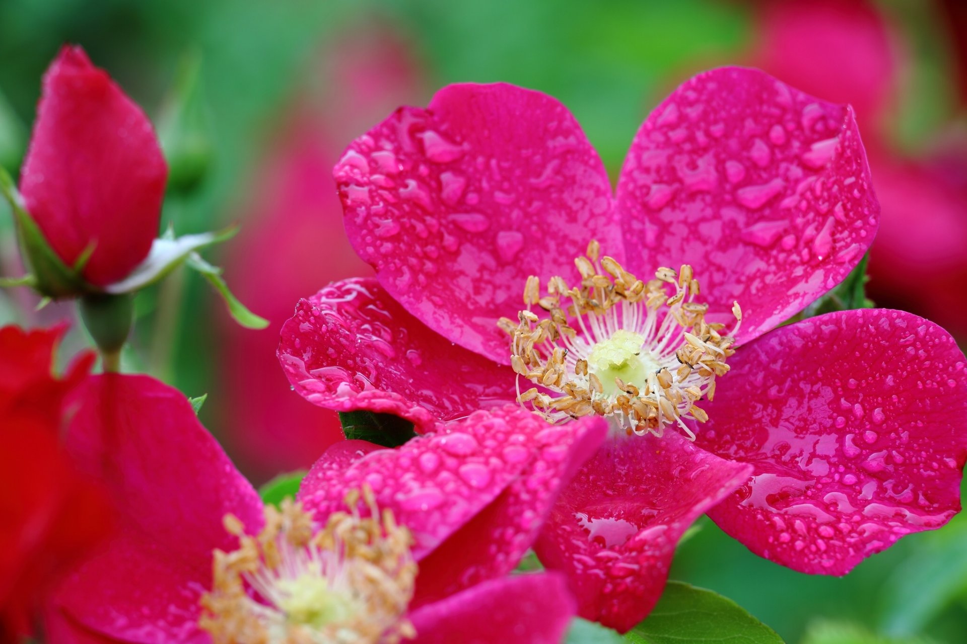 rosa macro brote pétalos gotas