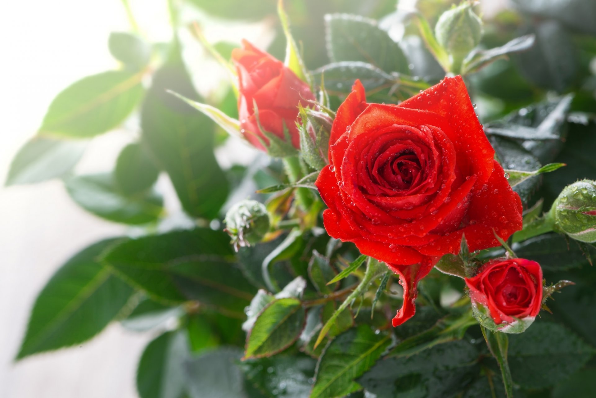 rosa brotes gotas macro