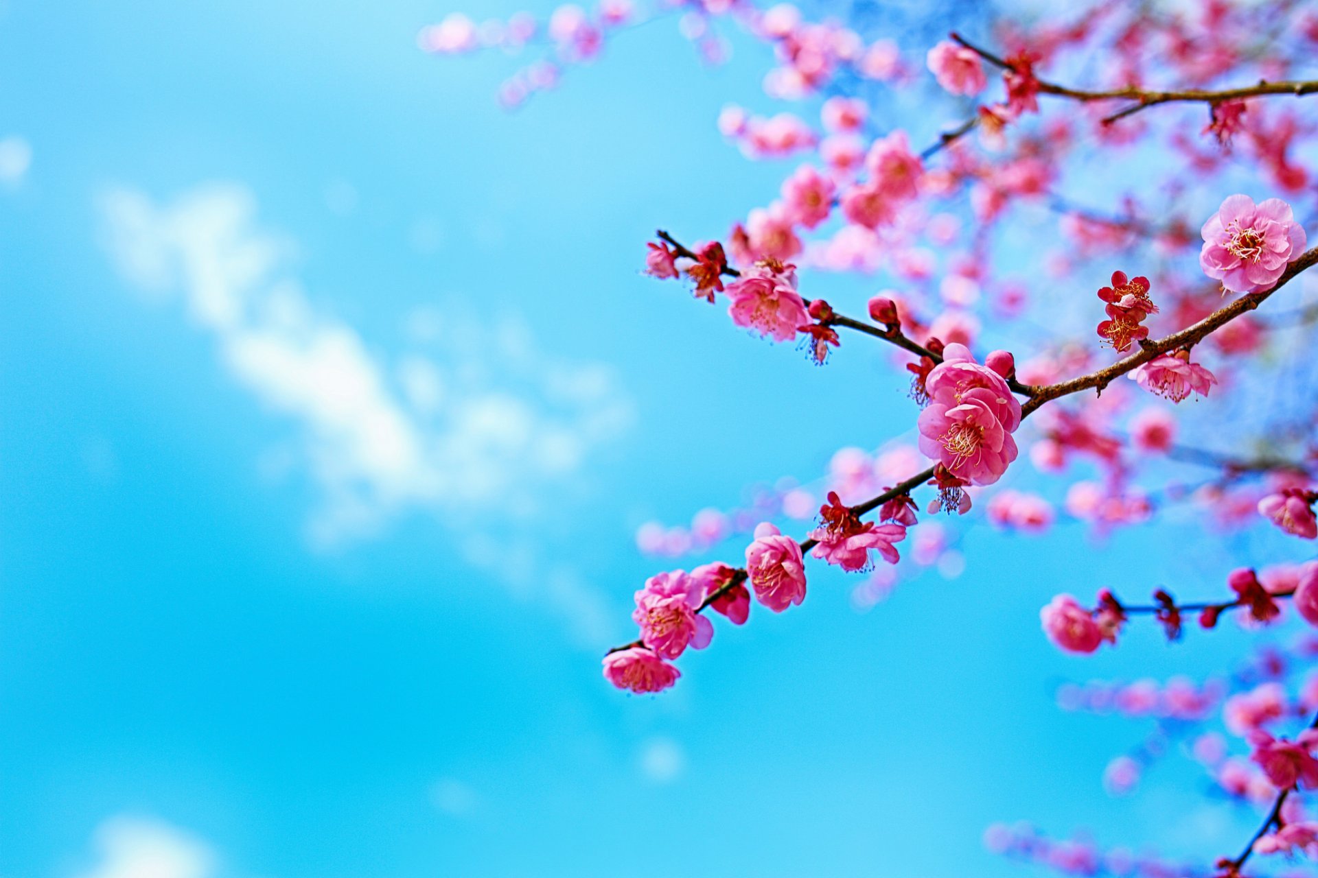 cielo albero ramo fioritura primavera sakura