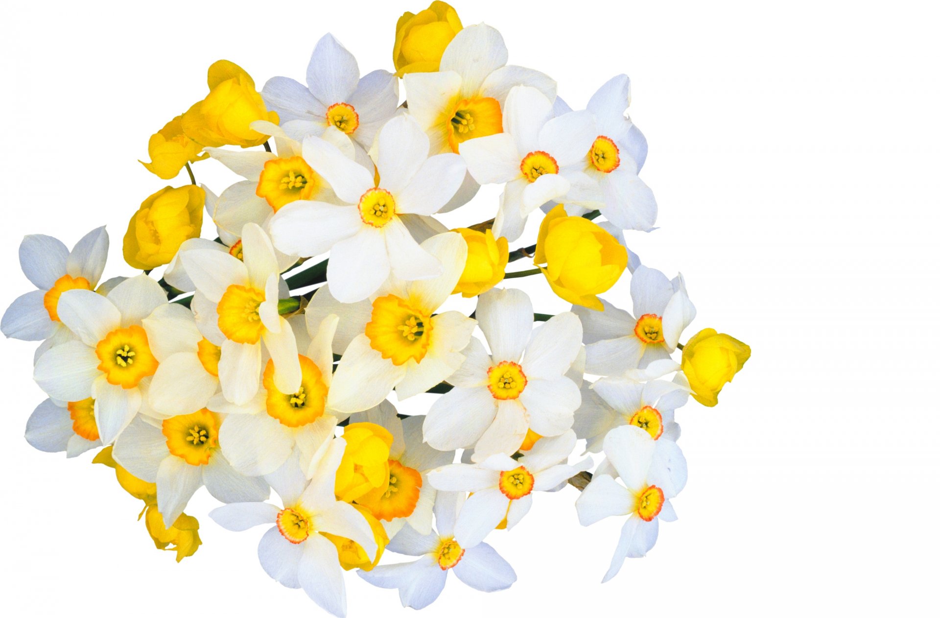 narciso concorso di spirito fiori bianco giallo bouquet primavera freschezza bellezza umore delicato bianco primavera