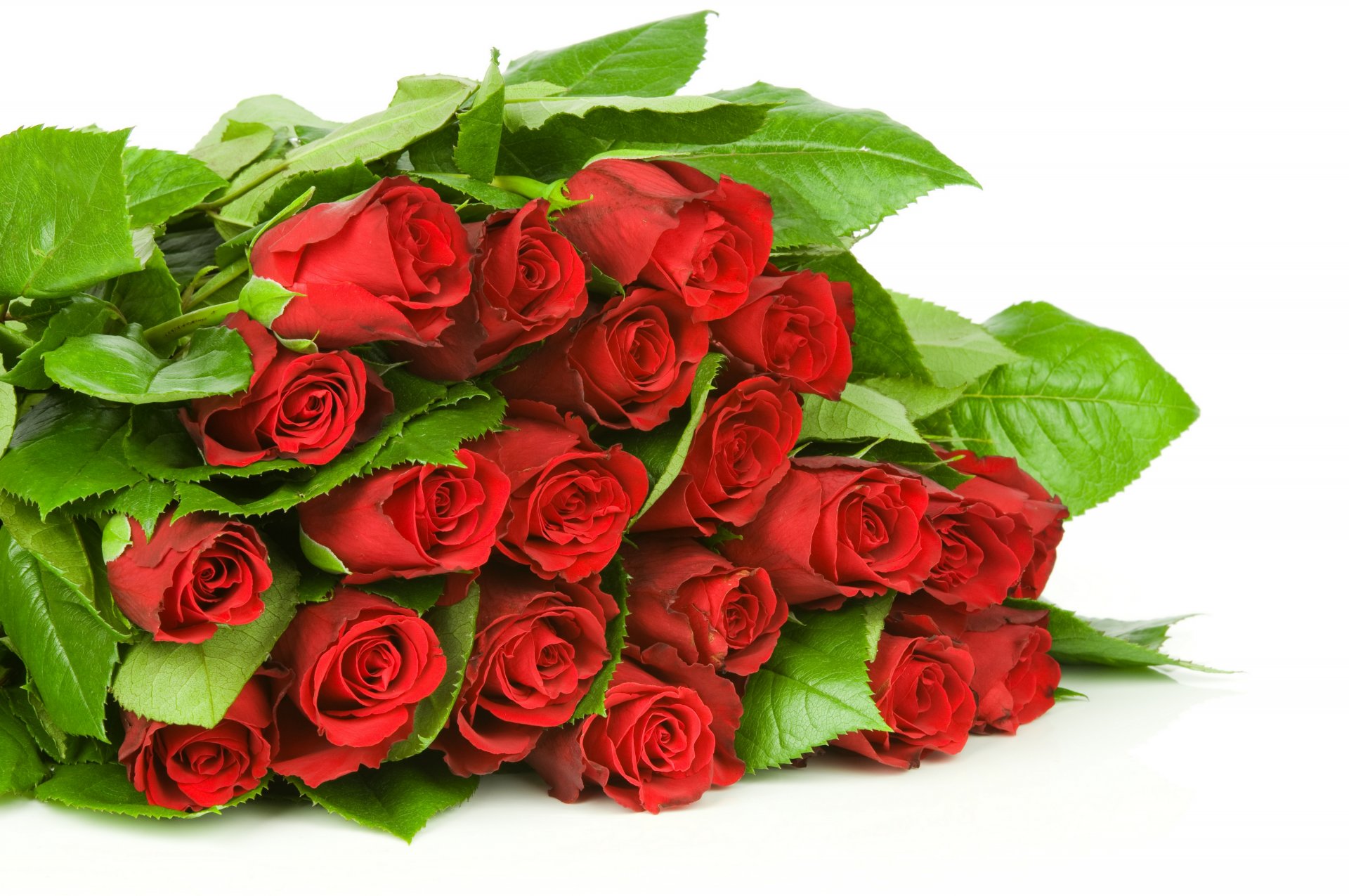 fleurs roses rouges bourgeons feuilles bouquet bourgeons