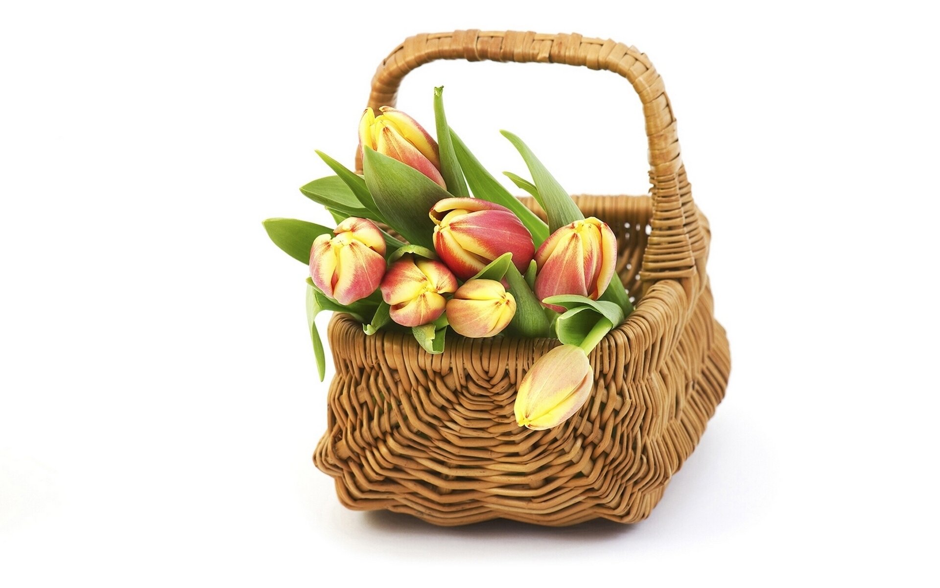 tulips buds shopping