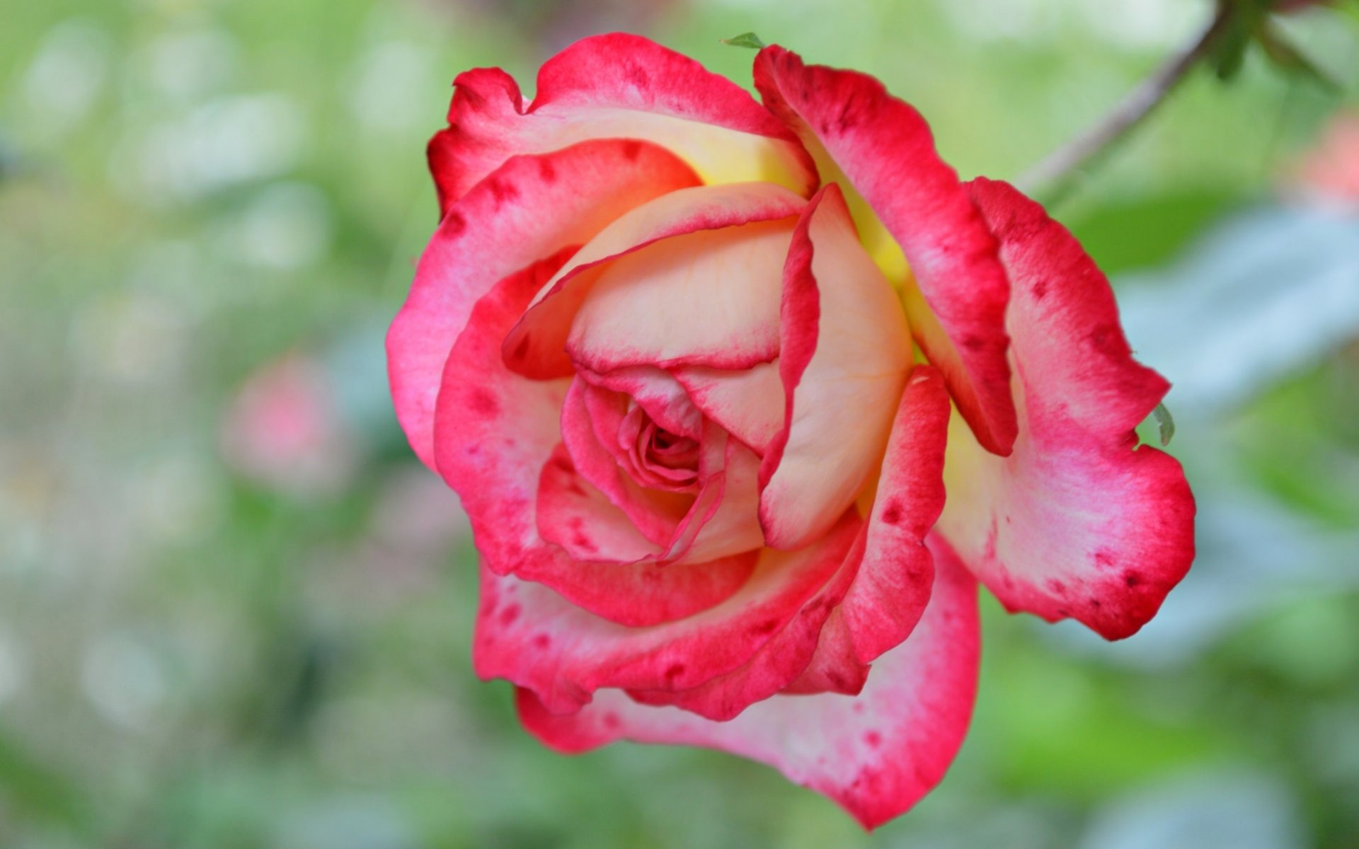 rose blütenblätter makro
