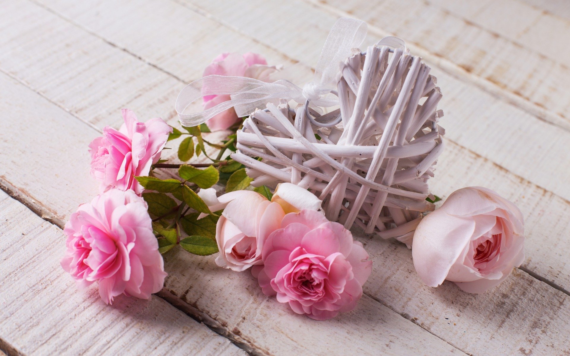 blumen rosen herz